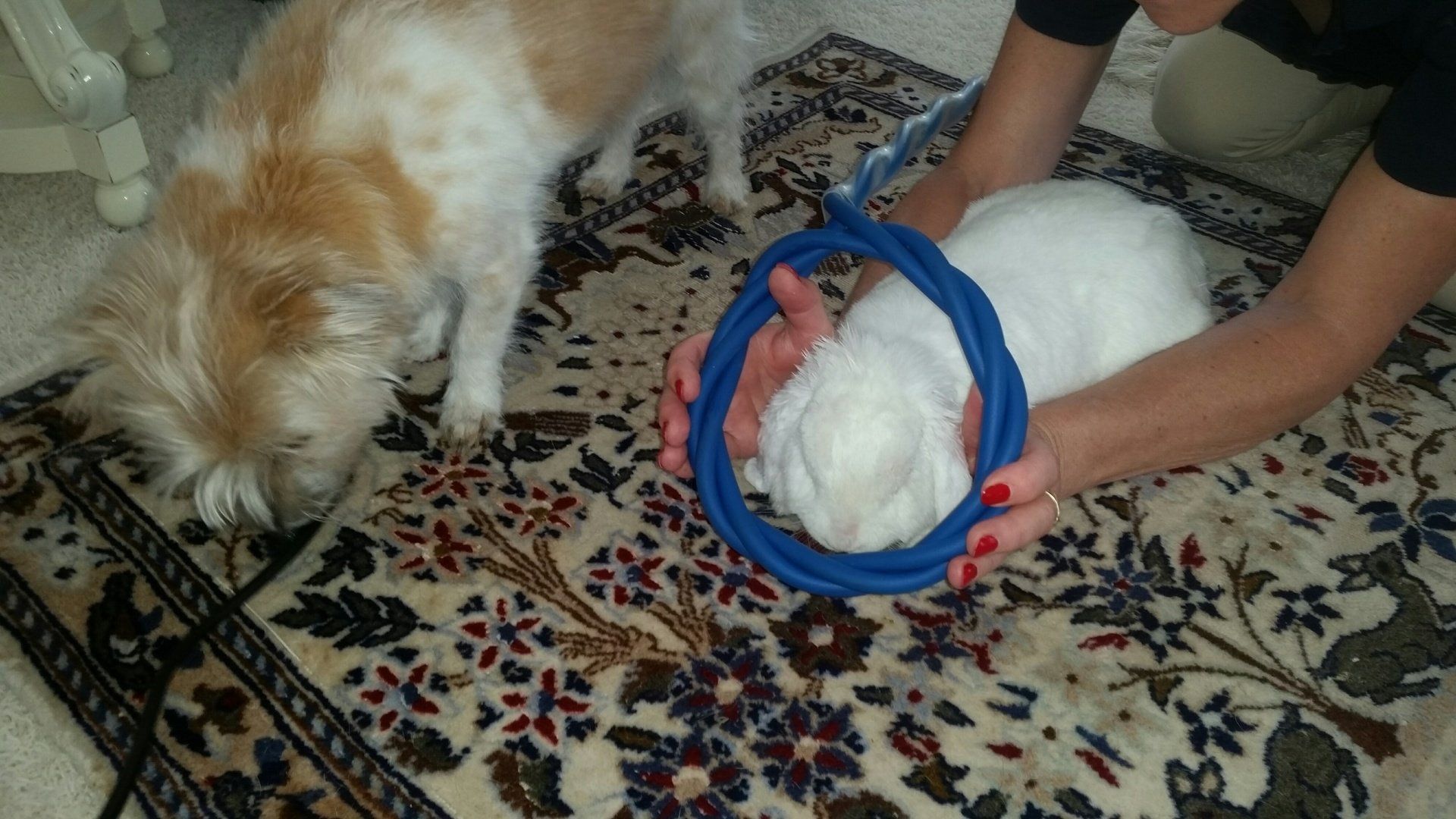 Equitron auch beim Kaninchen hilfreich!