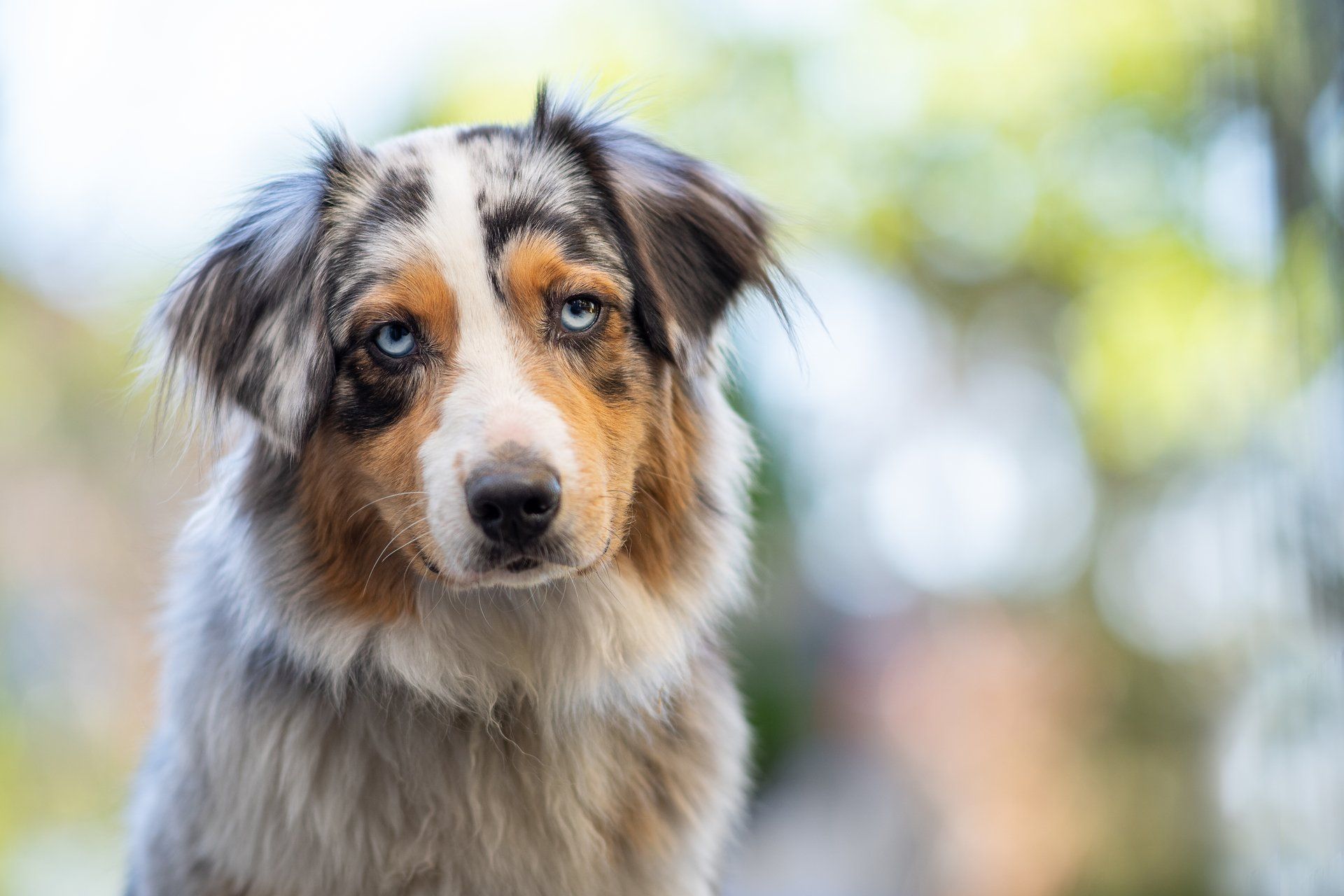 Hund