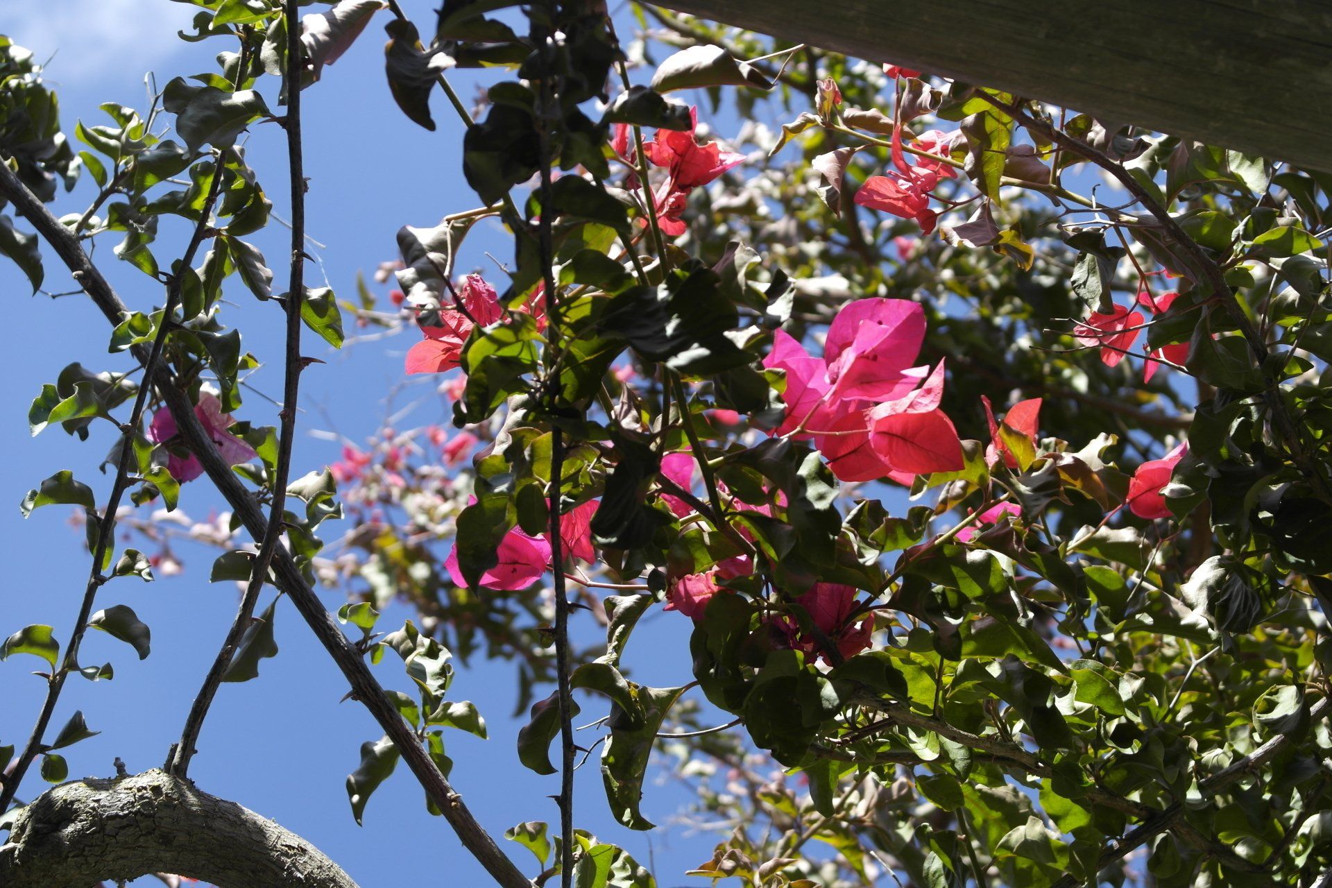Pinke portugiesische Blumen