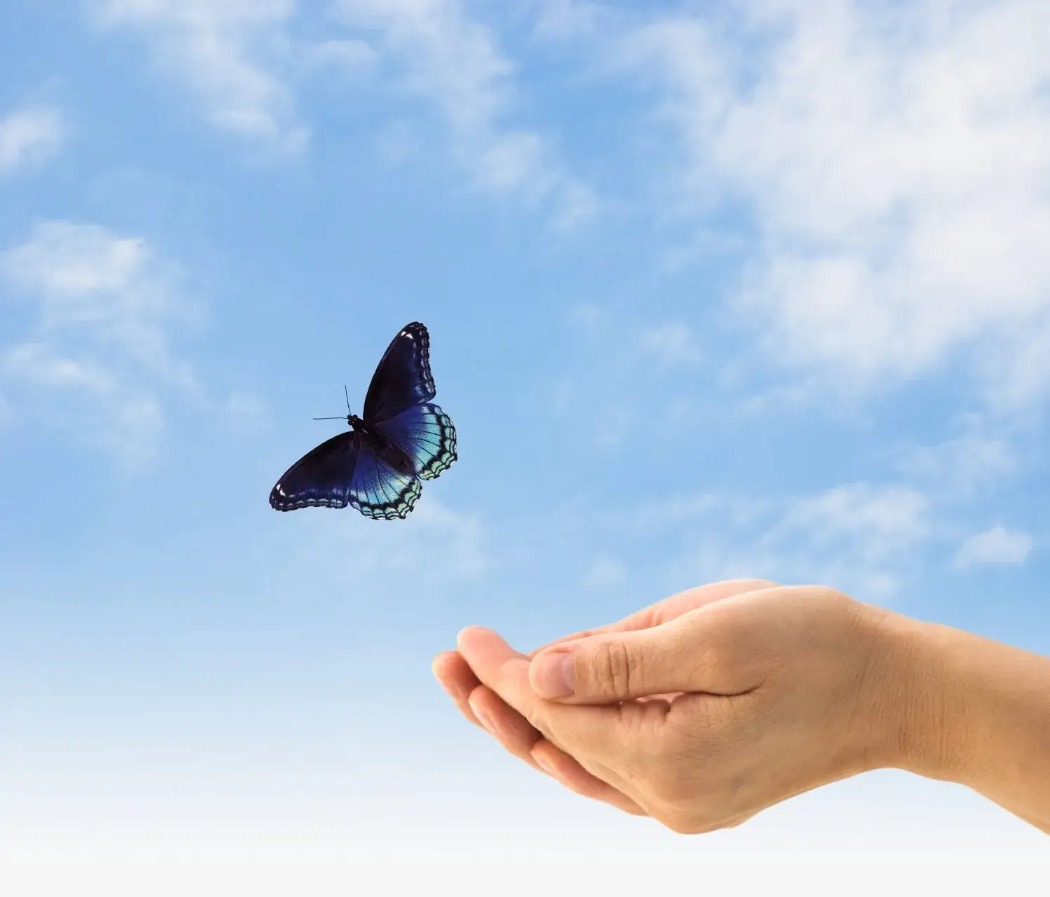 Released and free Releasing a butterfly from hands into the sky