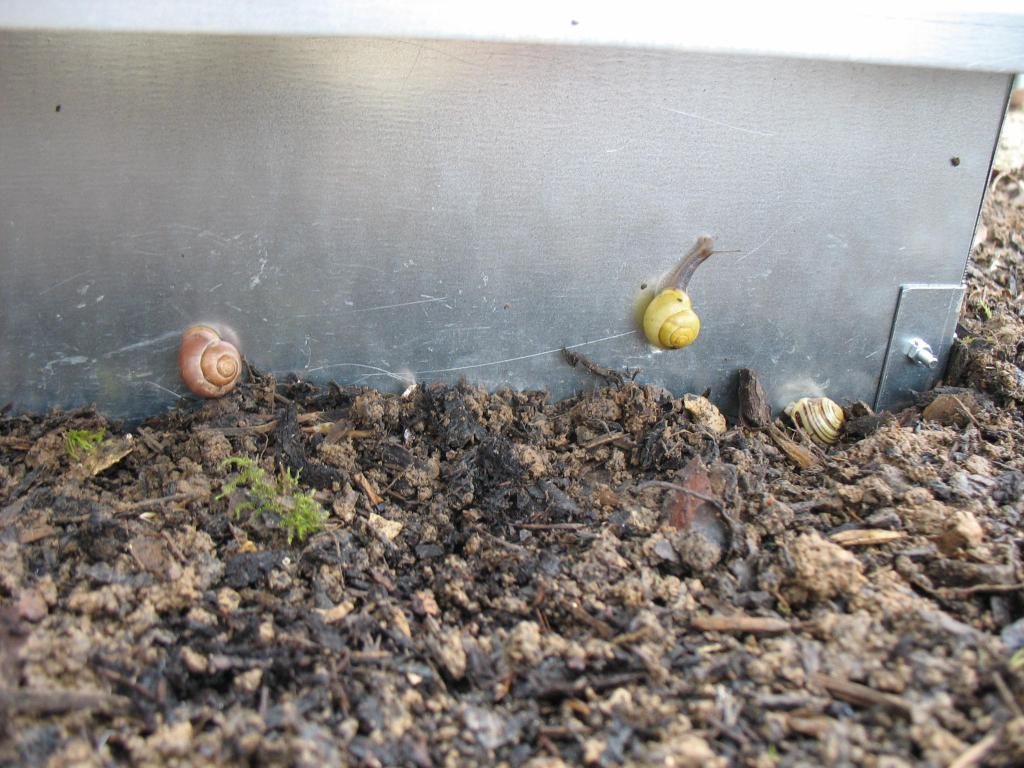 Schneckenzaun Blech aus Metall, welche zuverlässig Schnecken abwehrt.