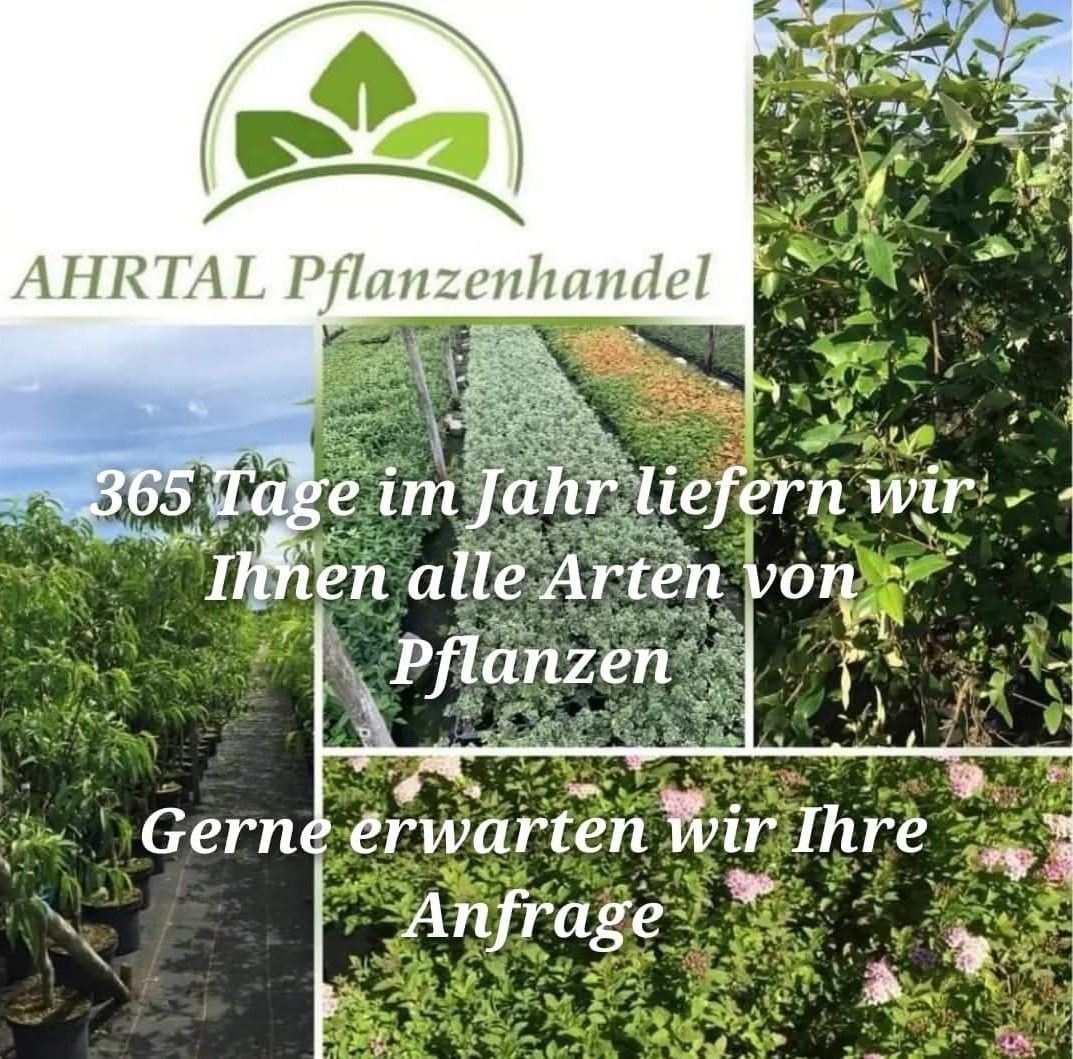 Ihr Partner im Pflanzen-Management in Meckenheim NRW