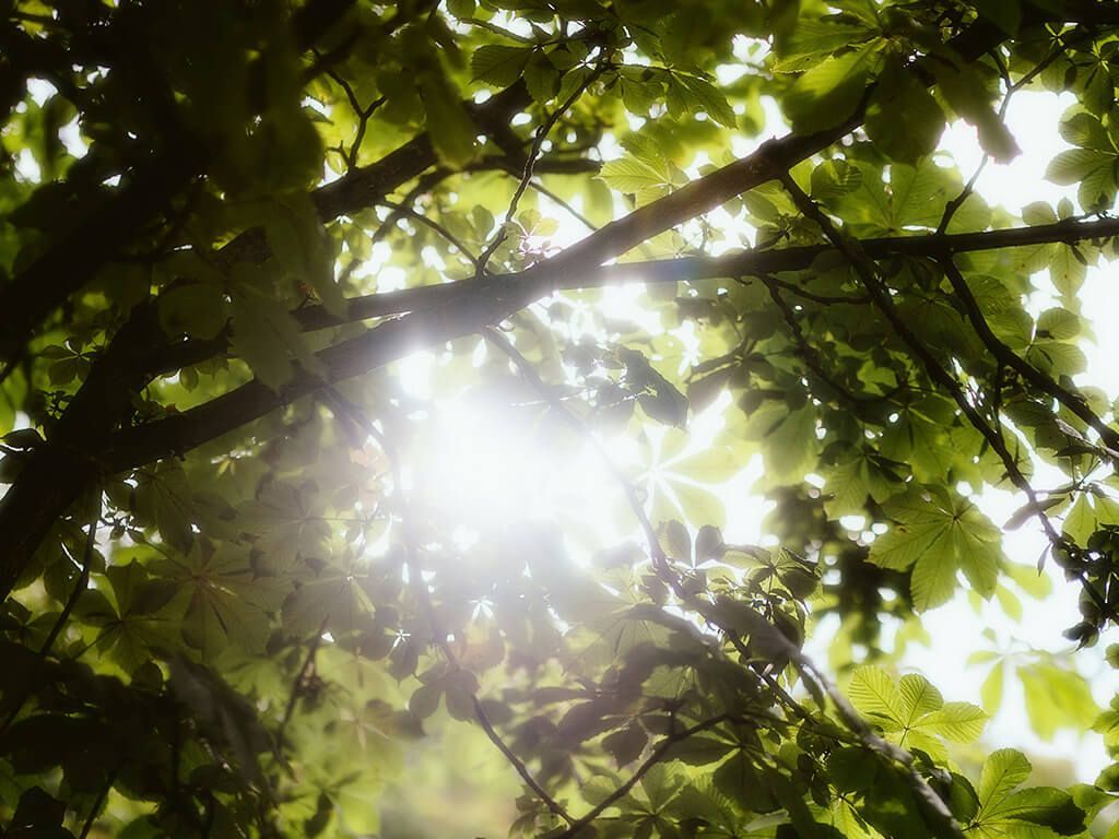 Blätter an einem Baum