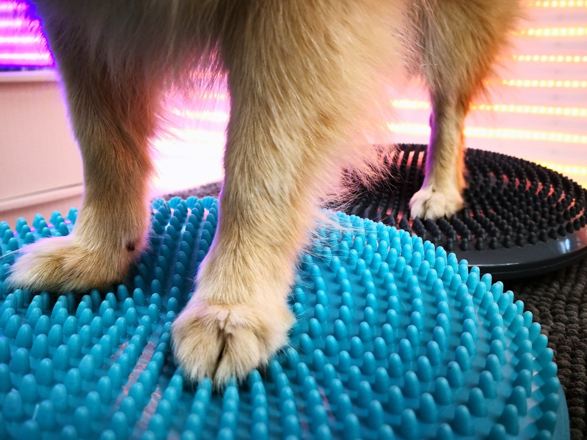 Step by Step - Tierphysiotherapie Hannover Sina Gratzke