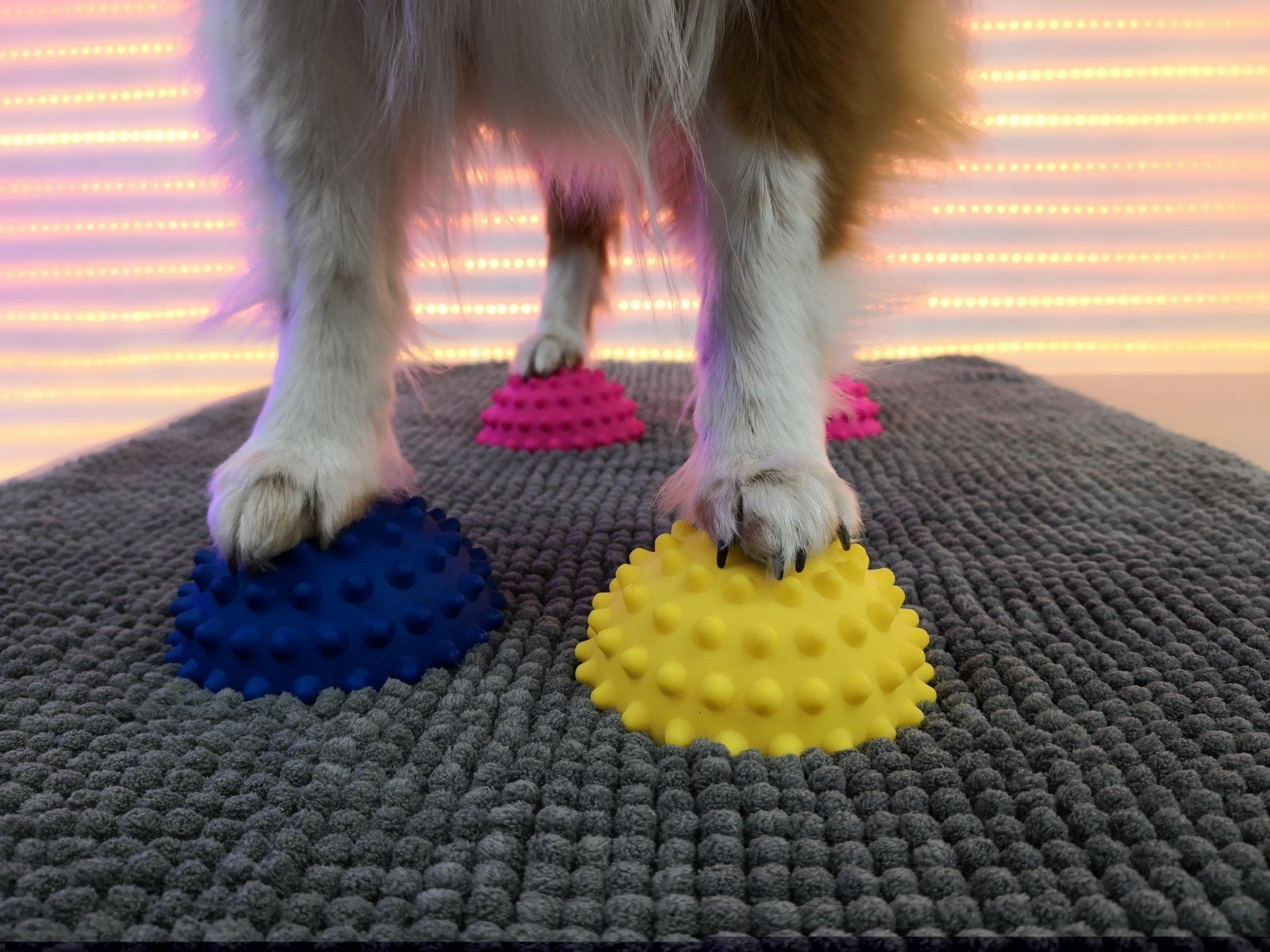 Step by Step - Tierphysiotherapie Hannover Sina Gratzke