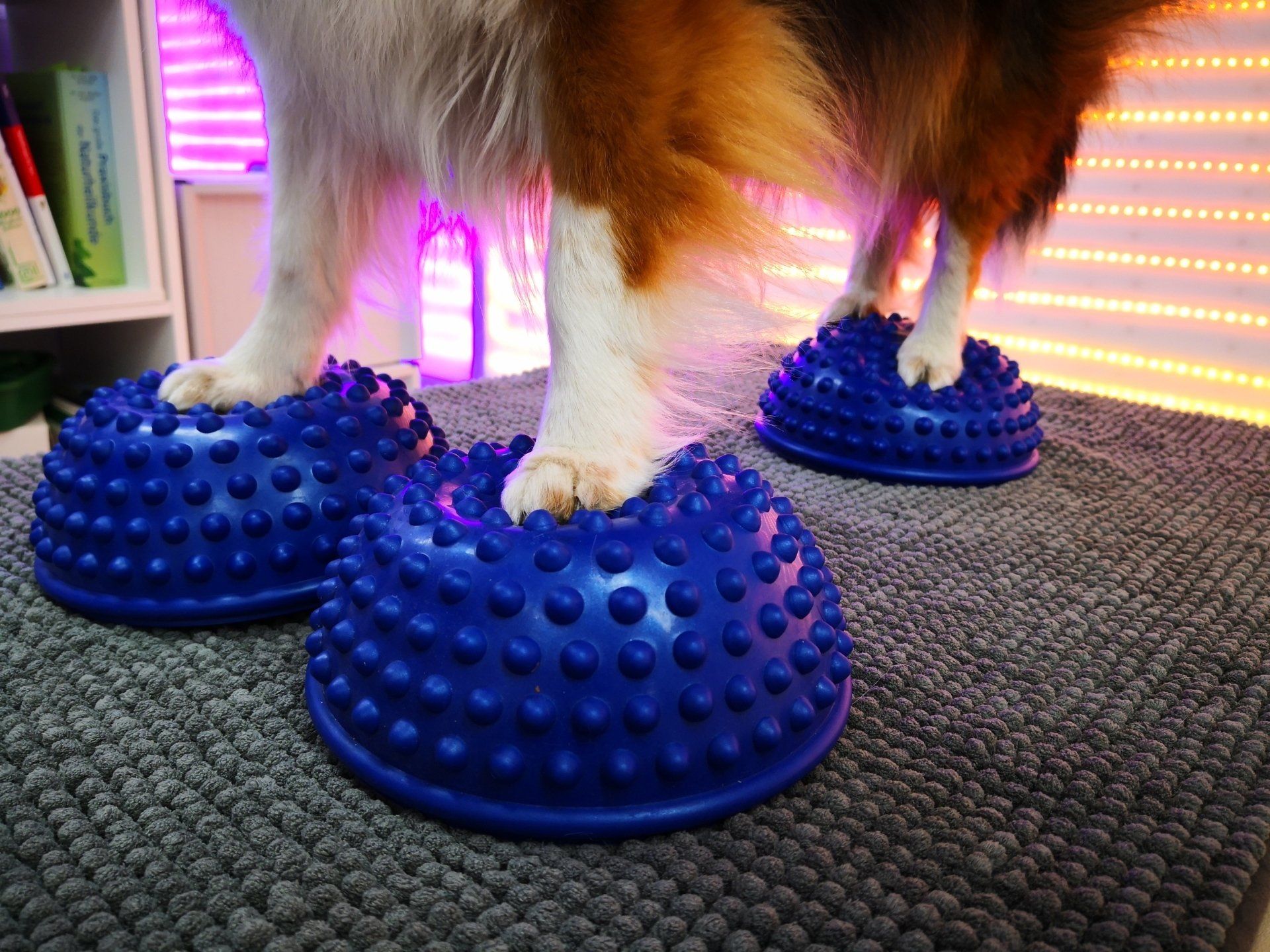 Step by Step - Tierphysiotherapie Hannover Sina Gratzke