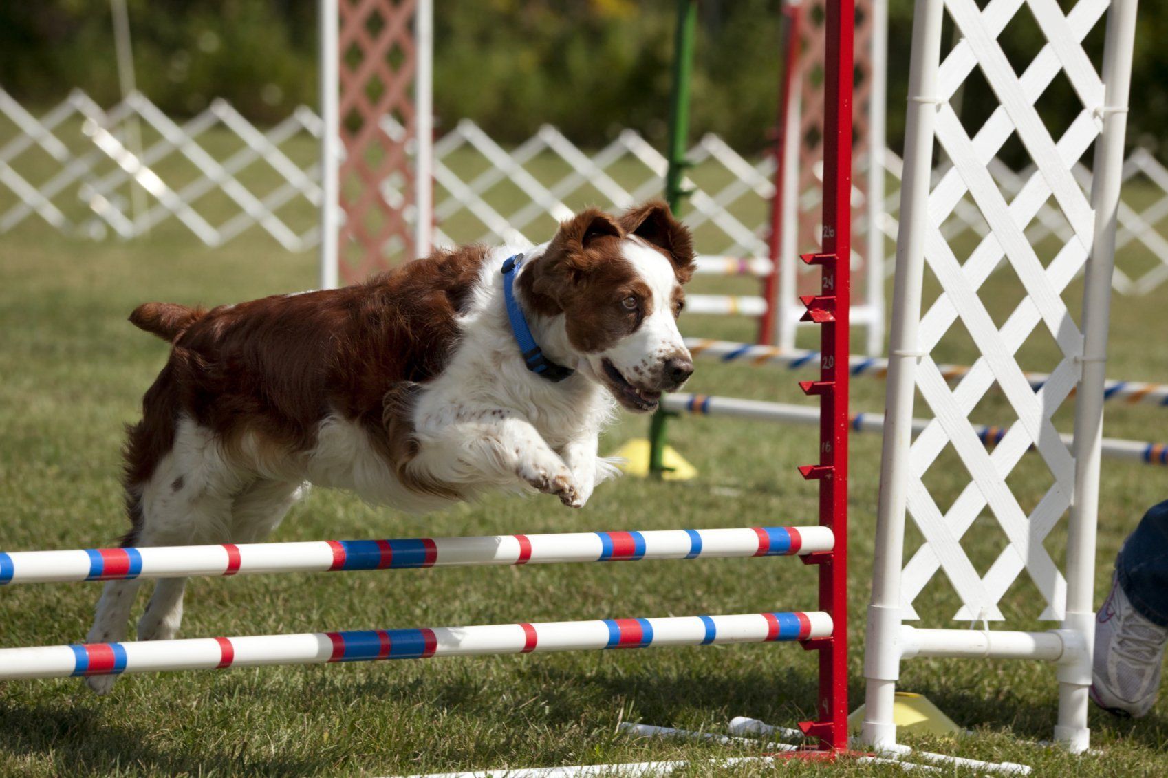 Step by Step - Tierphysiotherapie Hannover Sina Gratzke Cocker Spaniel Agila