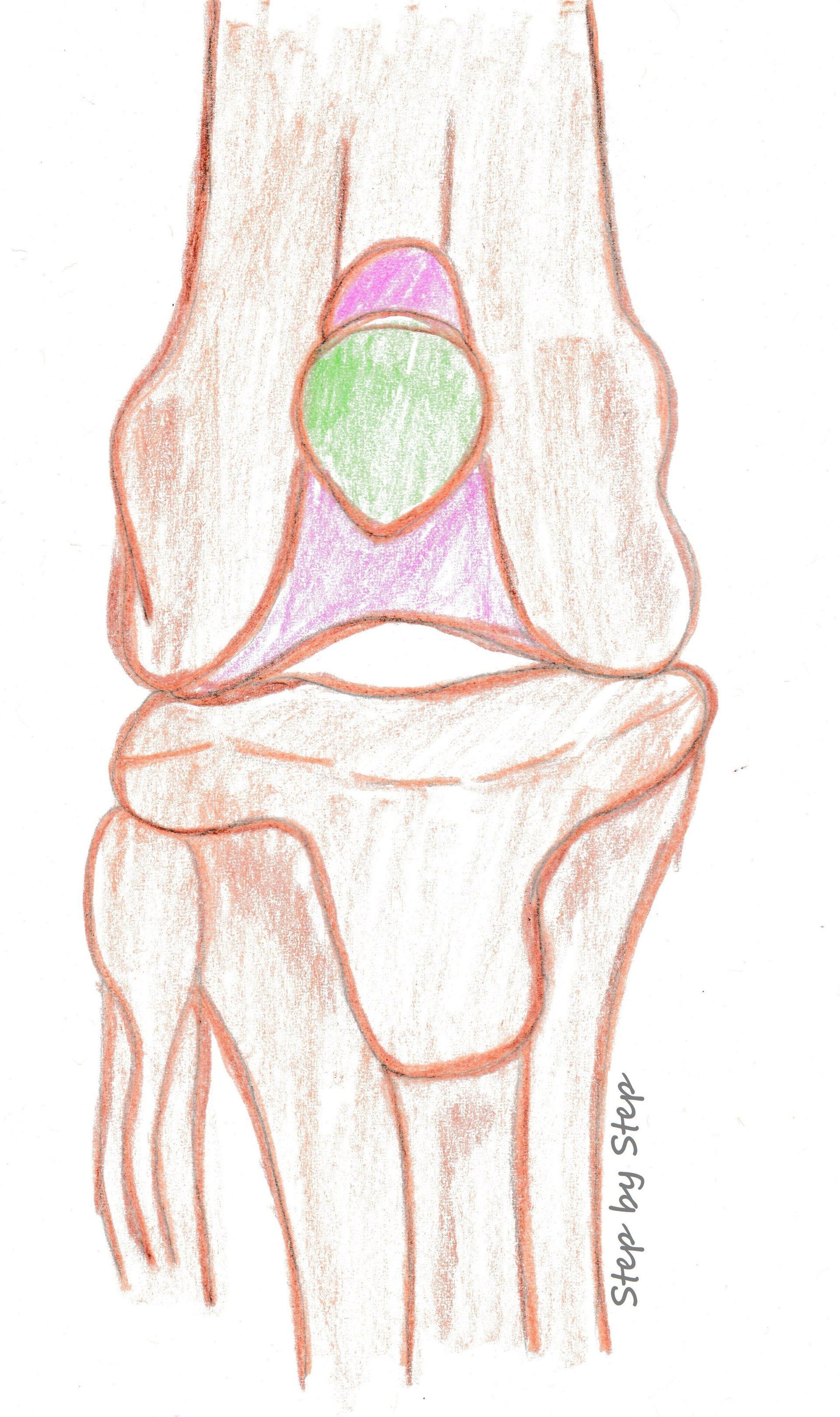 Step by Step - Tierphysiotherapie Hannover Sina Gratzke Patellaluxation