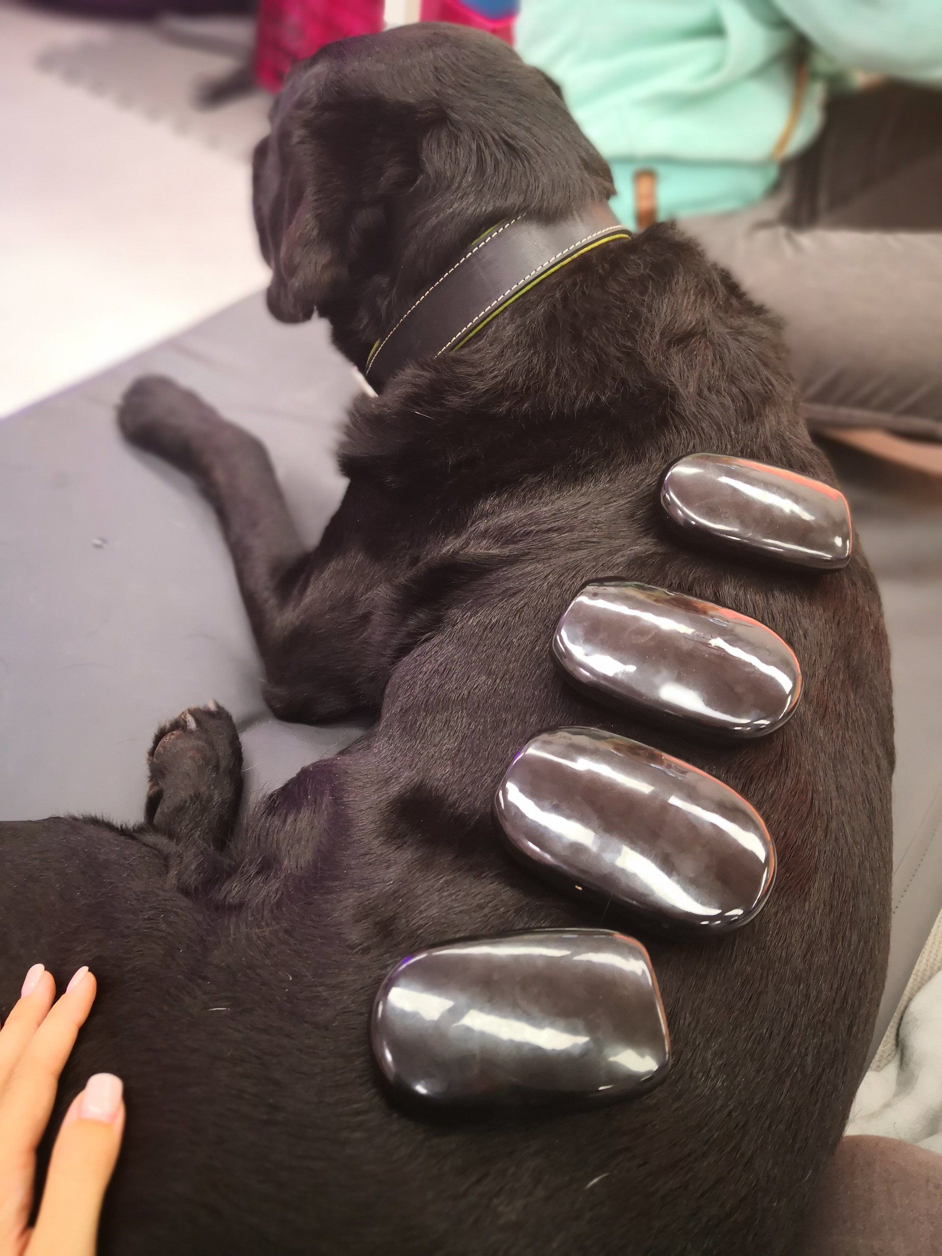 Step by Step - Tierphysiotherapie Hannover Sina Gratzke Hot-Stone Labrador
