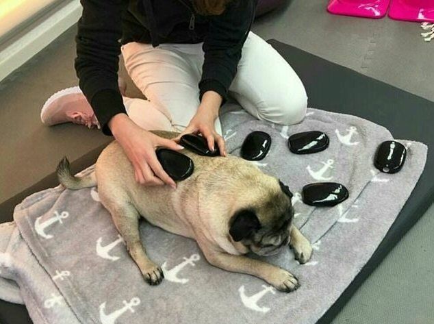 Step by Step - Tierphysiotherapie Hannover Sina Gratzke Hot Stone Mops