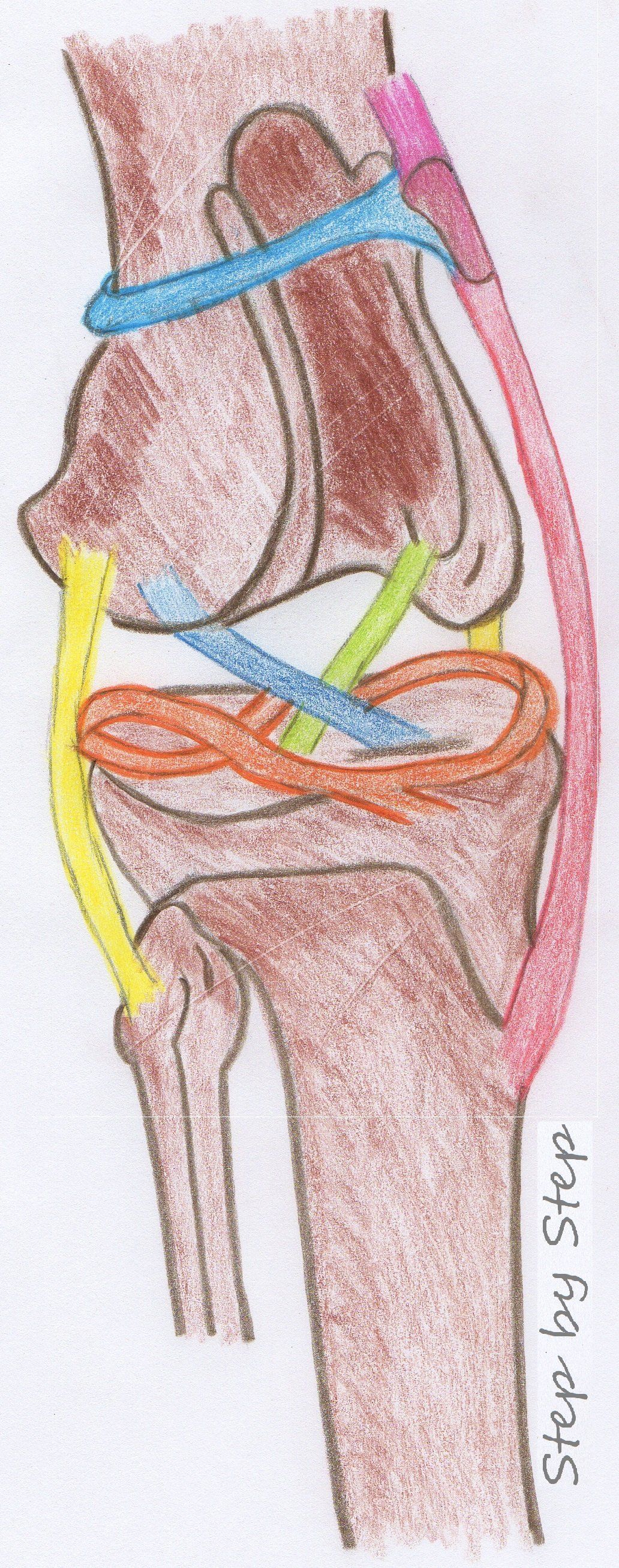 Step by Step - Tierphysiotherapie Hannover Sina Gratzke Kreuzbandriss