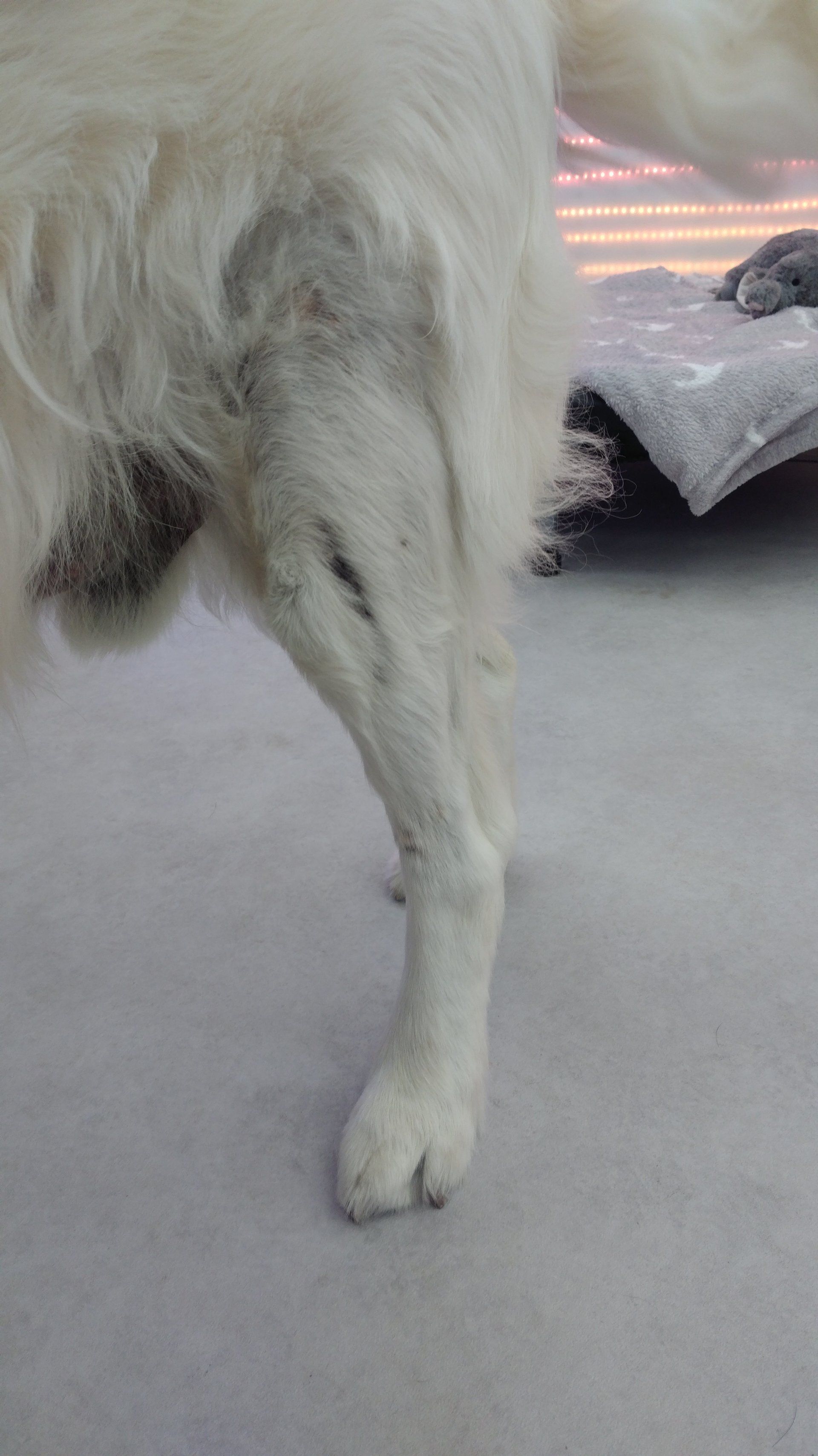 Step by Step - Tierphysiotherapie Hannover Sina Gratzke Kreuzbandriss Golden Retriever