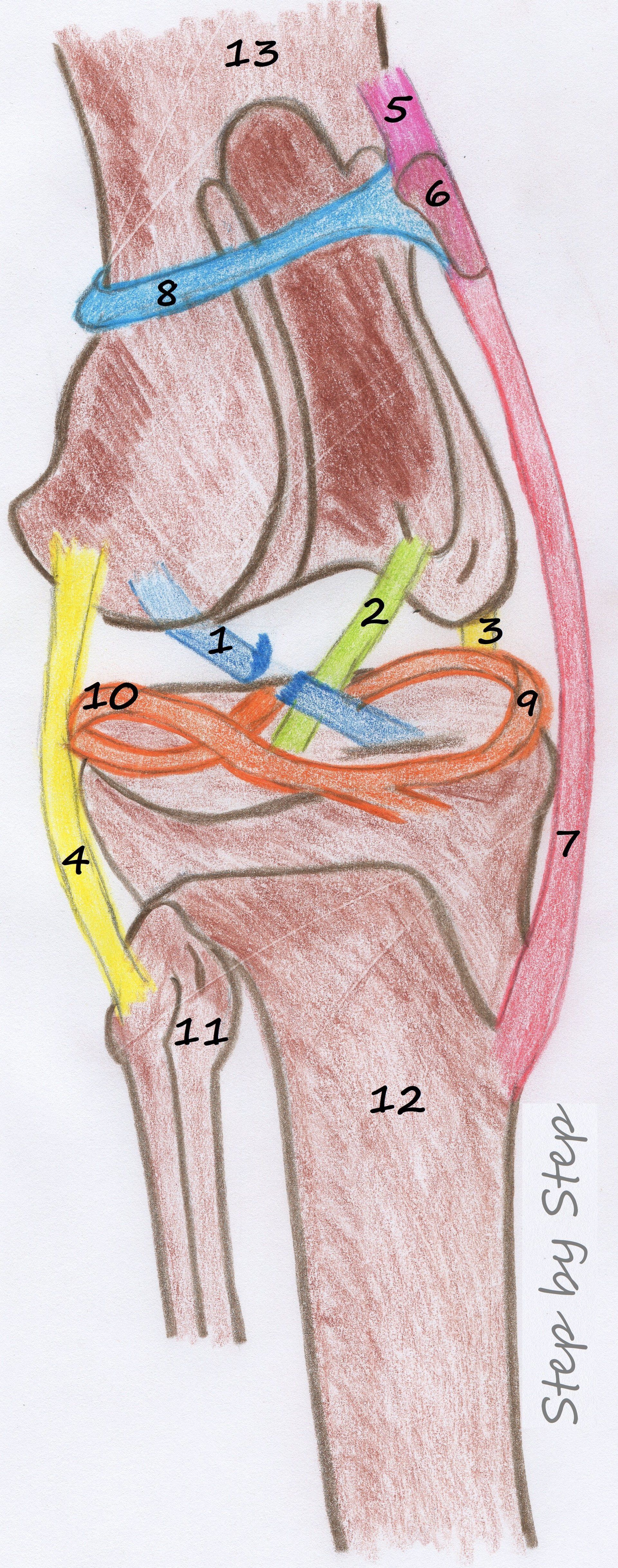 Step by Step - Tierphysiotherapie Hannover Sina Gratzke Kreuzbandriss
