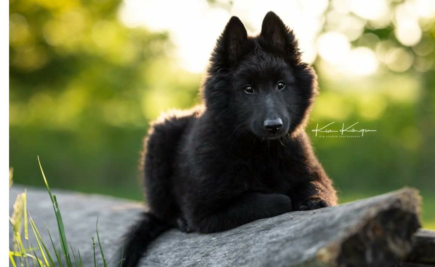 Step by Step - Tierphysiotherapie Hannover Sina Gratzke Groenendael