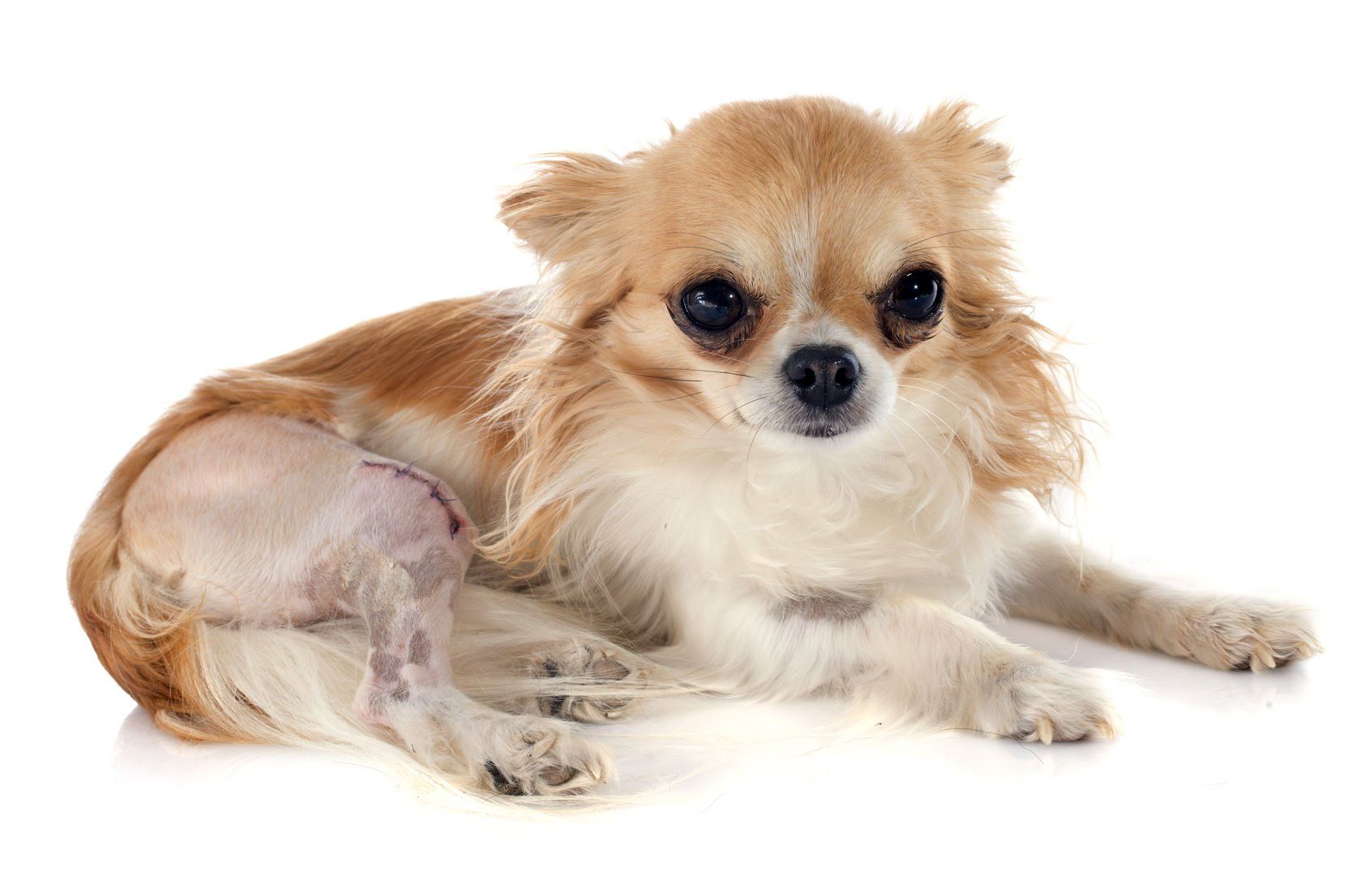 Step by Step - Tierphysiotherapie Hannover Sina Gratzke Narbenbehandlung Chihuahua