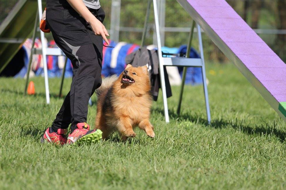 Step by Step - Tierphysiotherapie Hannover Sina Gratzke