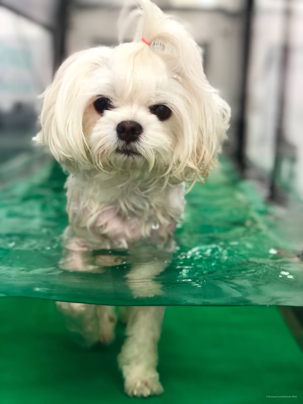 Step by StepTierphysiotherapie Sina Peine