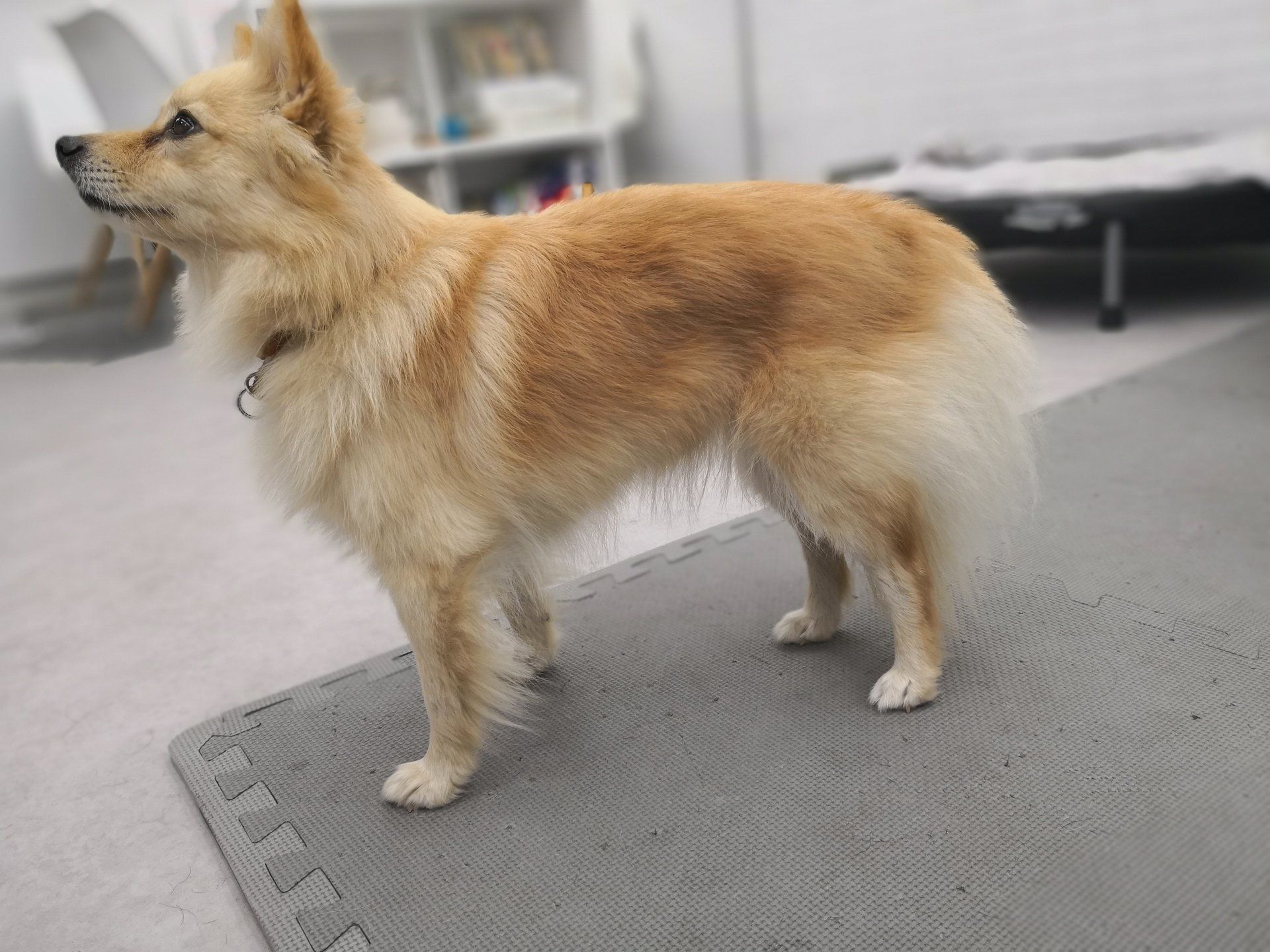 Step by Step - Tierphysiotherapie Hannover Sina Gratzke Wasserrute beim Hund - Kleinspitz cream