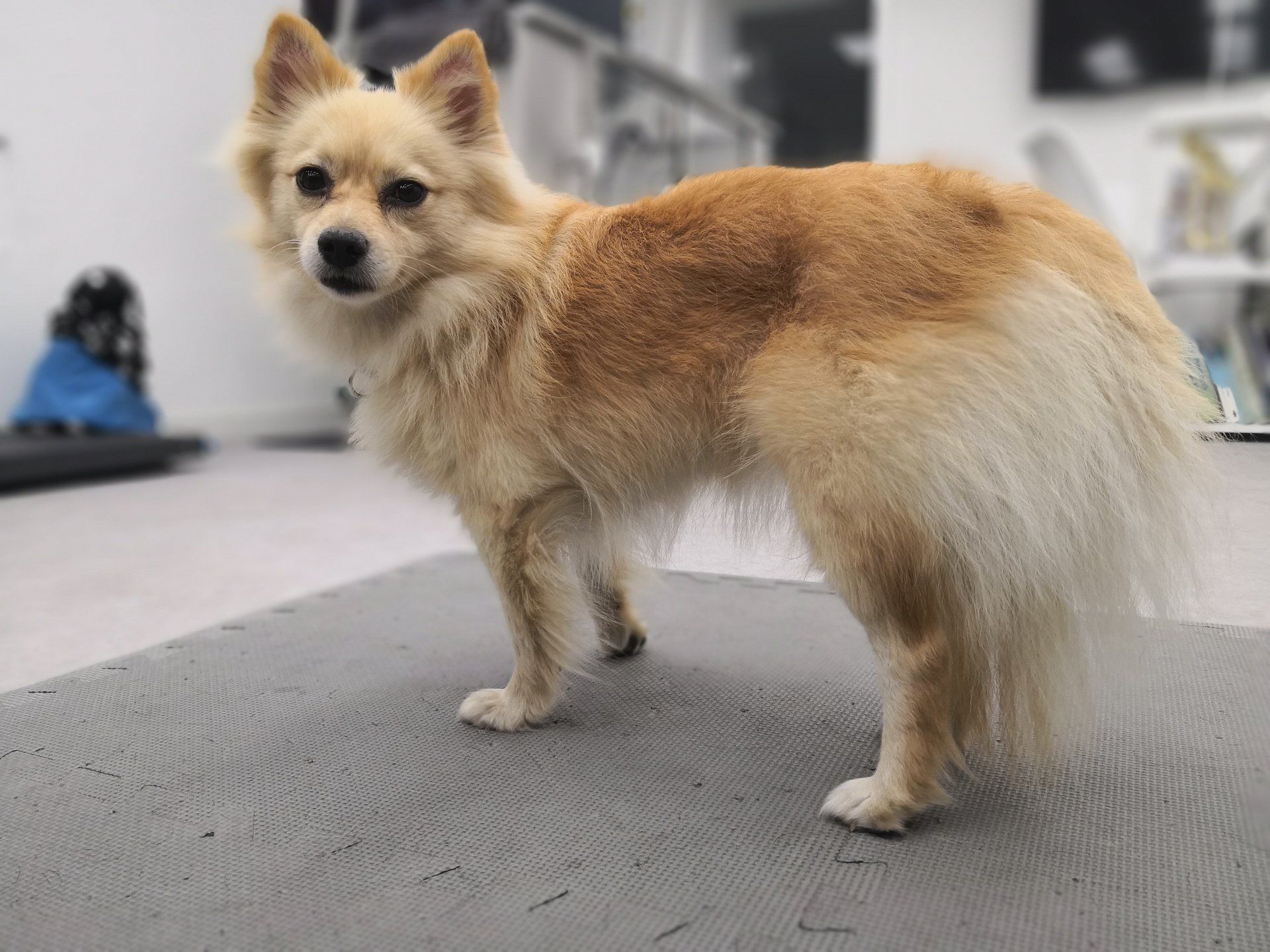 Step by Step - Tierphysiotherapie Hannover Sina Gratzke Wasserrute beim Hund - Kleinspitz cream