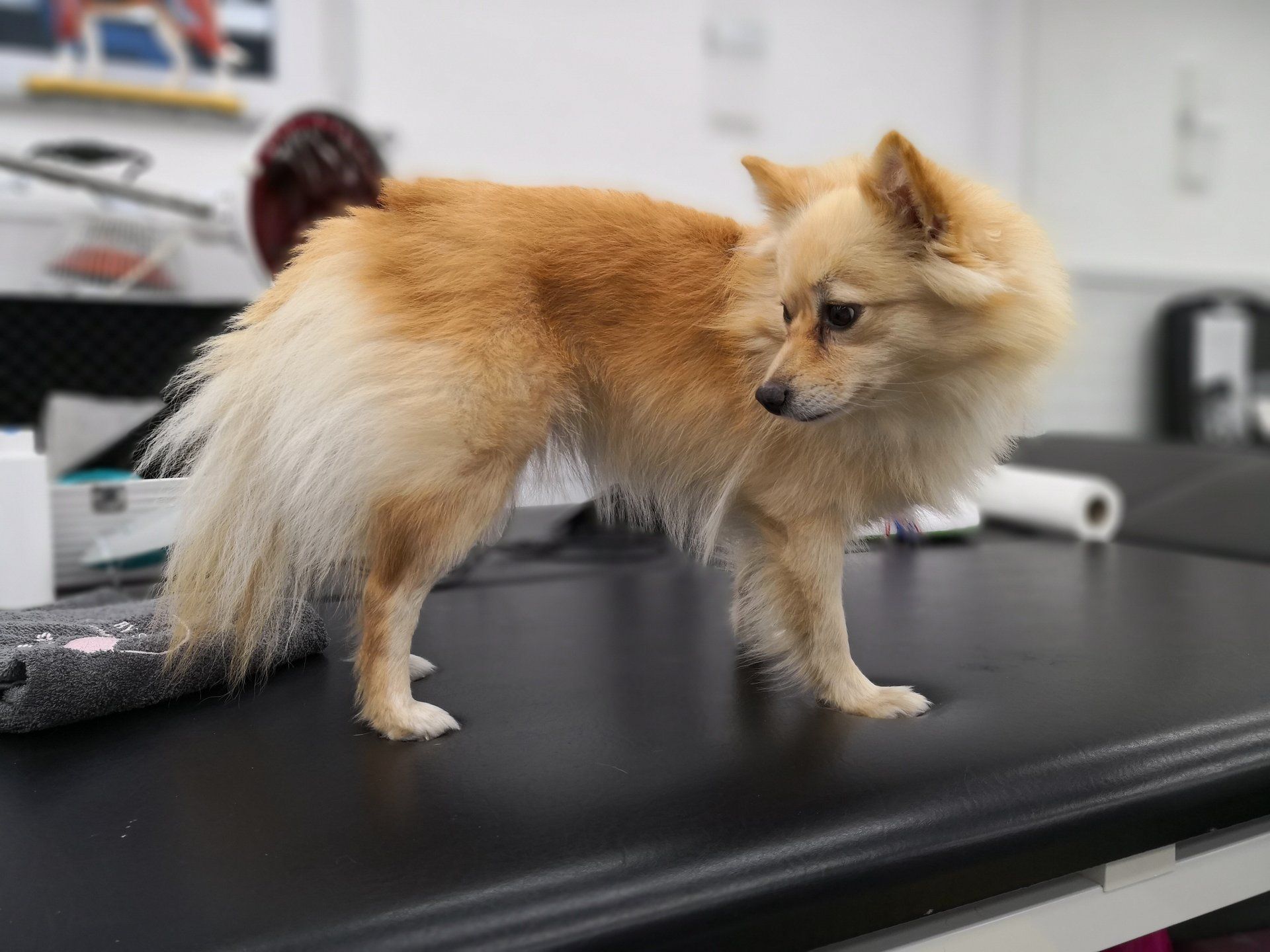 Step by Step - Tierphysiotherapie Hannover Sina Gratzke Wasserrute beim Hund - Kleinspitz cream