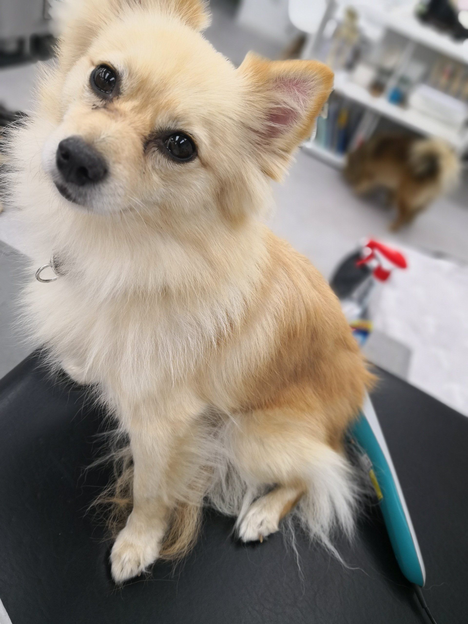 Step by Step - Tierphysiotherapie Hannover Sina Gratzke Wasserrute beim Hund - Kleinspitz cream