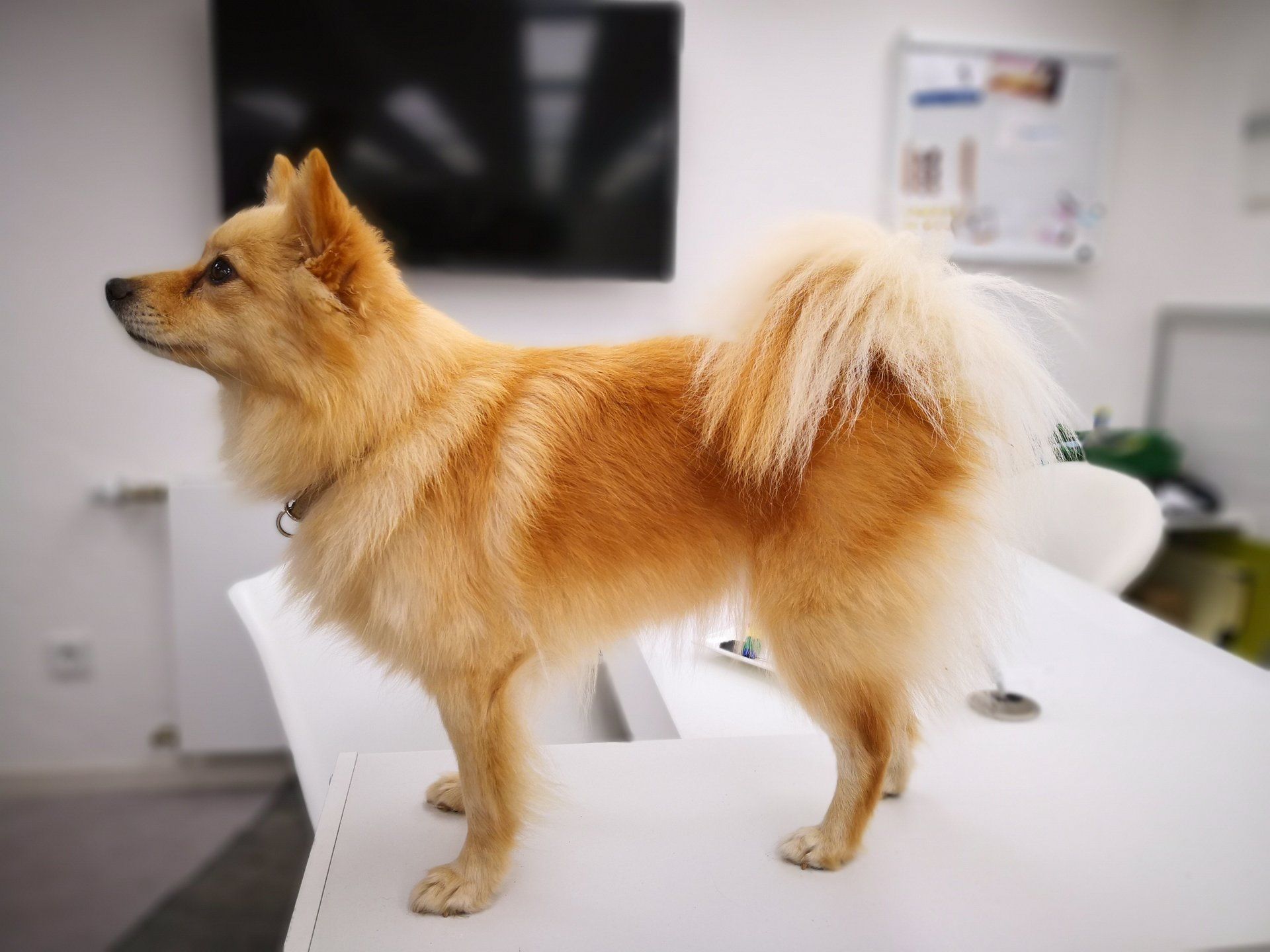 Step by Step - Tierphysiotherapie Hannover Sina Gratzke Wasserrute beim Hund - Kleinspitz cream