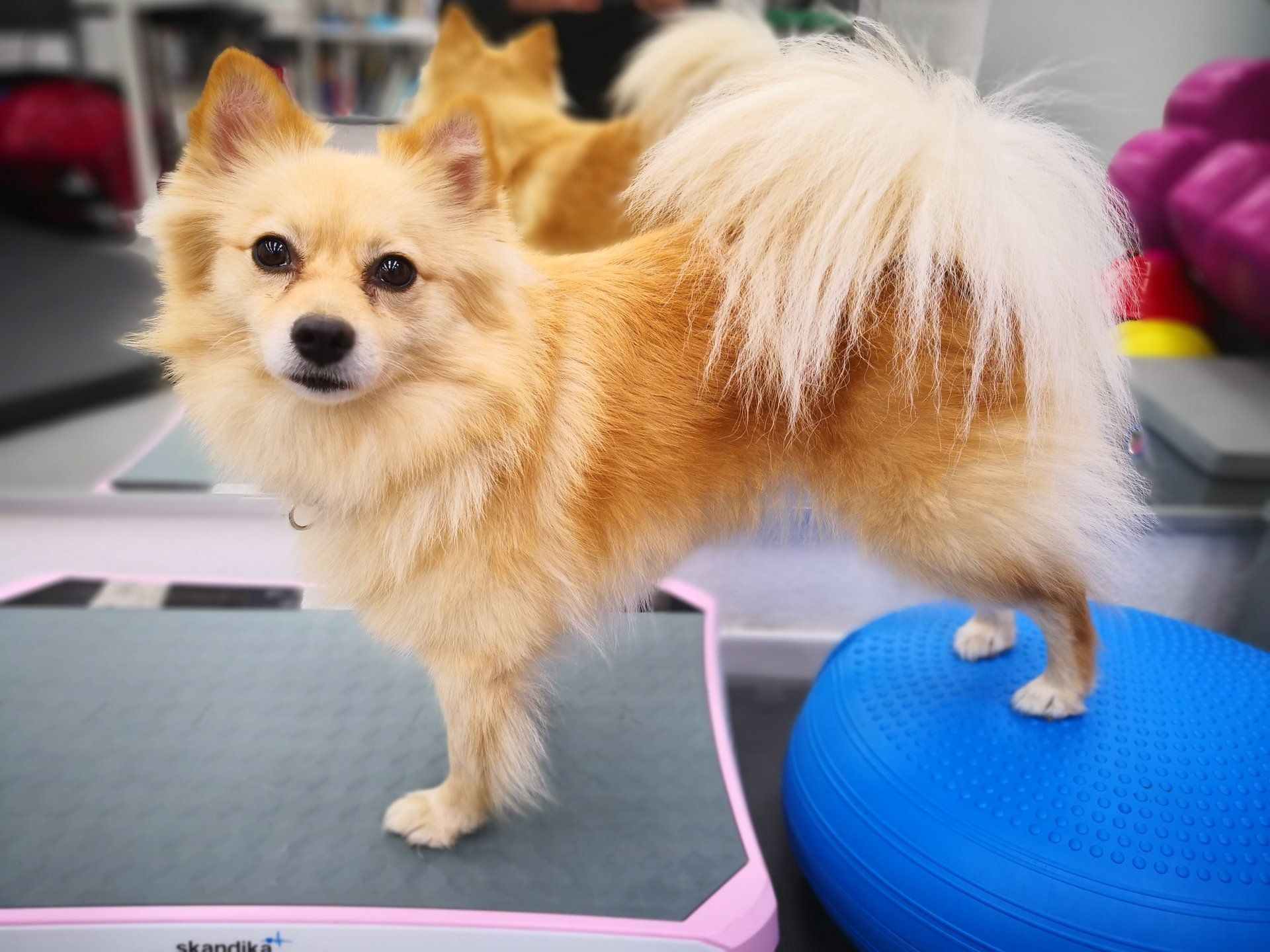 Step by Step - Tierphysiotherapie Hannover Sina Gratzke Wasserrute beim Hund - Kleinspitz cream