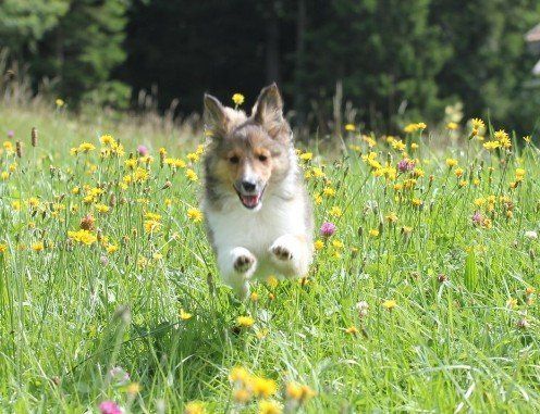 Step by Step - Tierphysiotherapie Hannover Sina Gratzke Shelti dark zobel