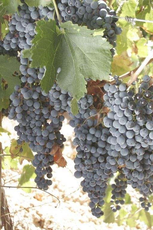 Merlot, in der Nähe von Requena, Valencia. Merlot, in der Nähe von Requena, Valencia.