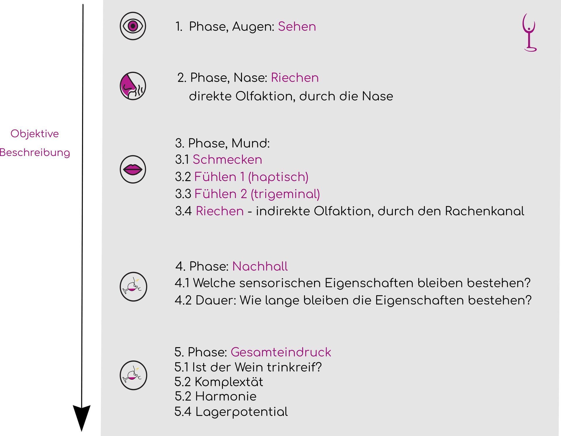 Winehead Grafik Methodik zur Weinverkostung subjektiv Winehead Grafik Methodik zur Weinverkostung objektiv