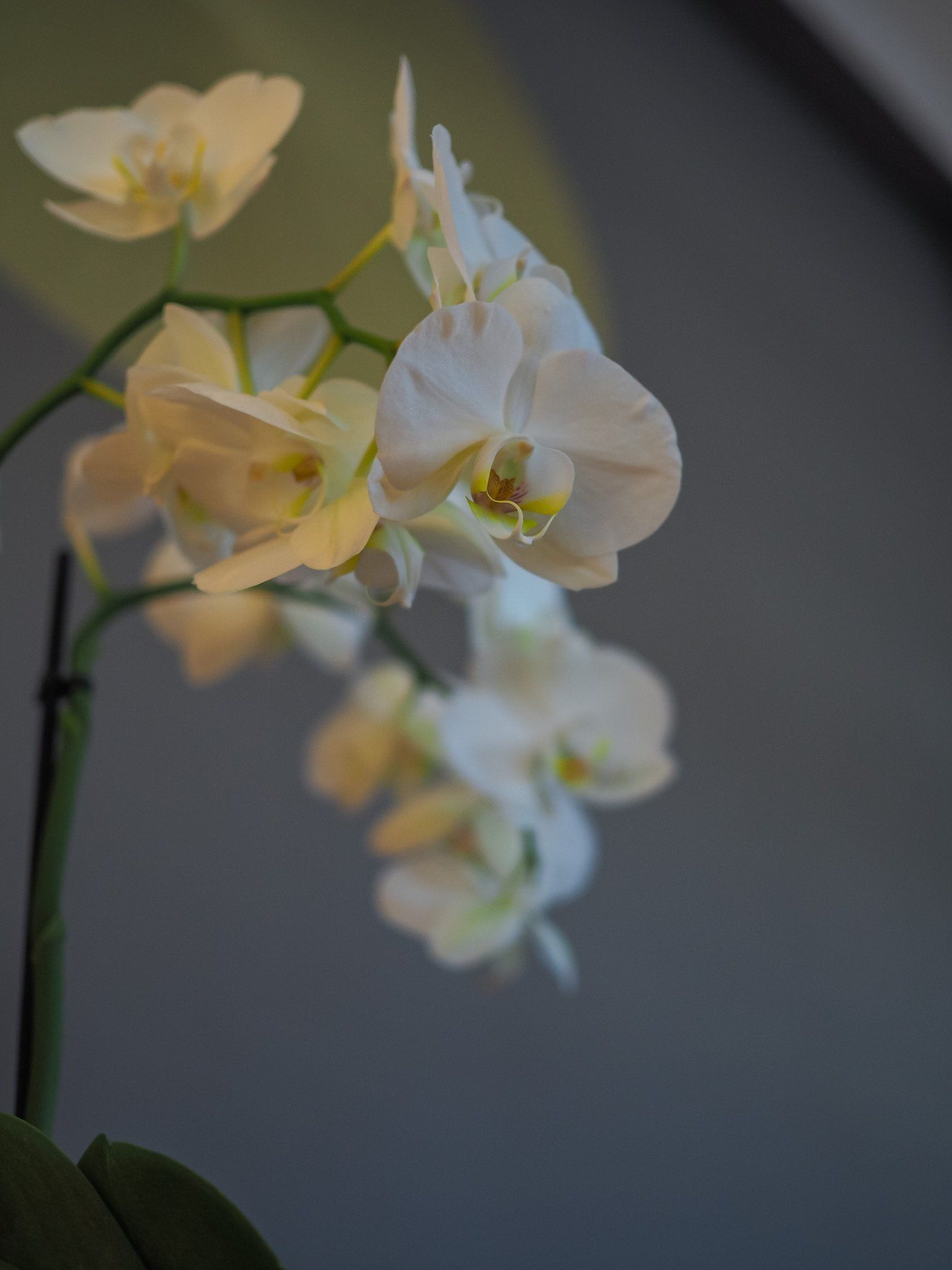 Pflanzen im Achtsamkeits-Zentrum Köln