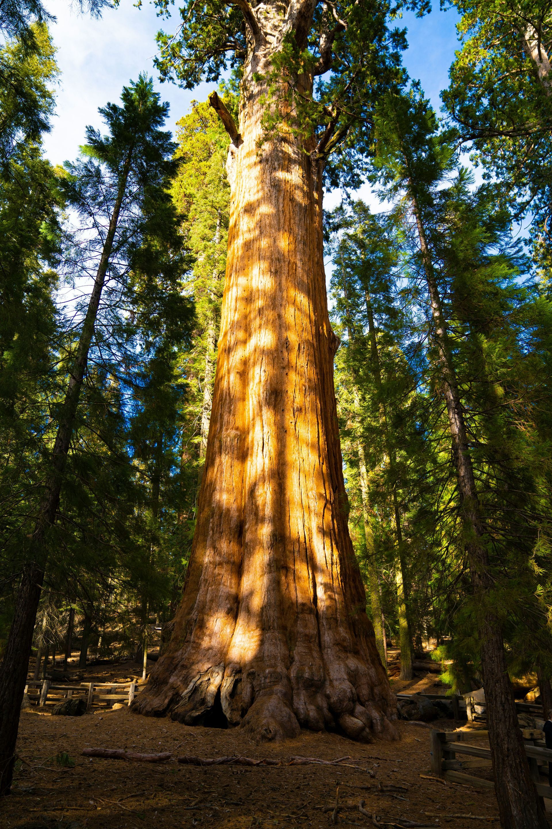 Morgenlicht über dem Wald – Symbol für innere Klarheit und Neubeginn Morgenlicht über dem Wald – Symbol für innere Klarheit und Neubeginn