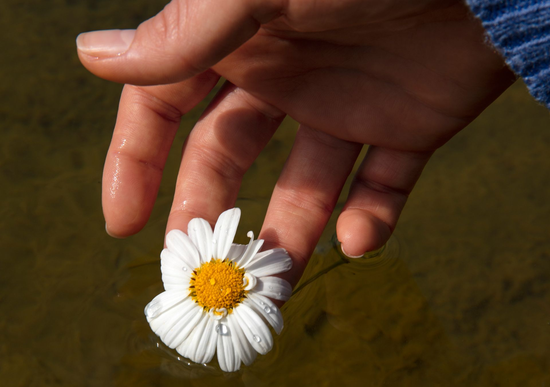 Zarte Hände halten eine kleine Blume – Achtsamkeit, Würdigung des Lebens und Dankbarkeit im Alltag.