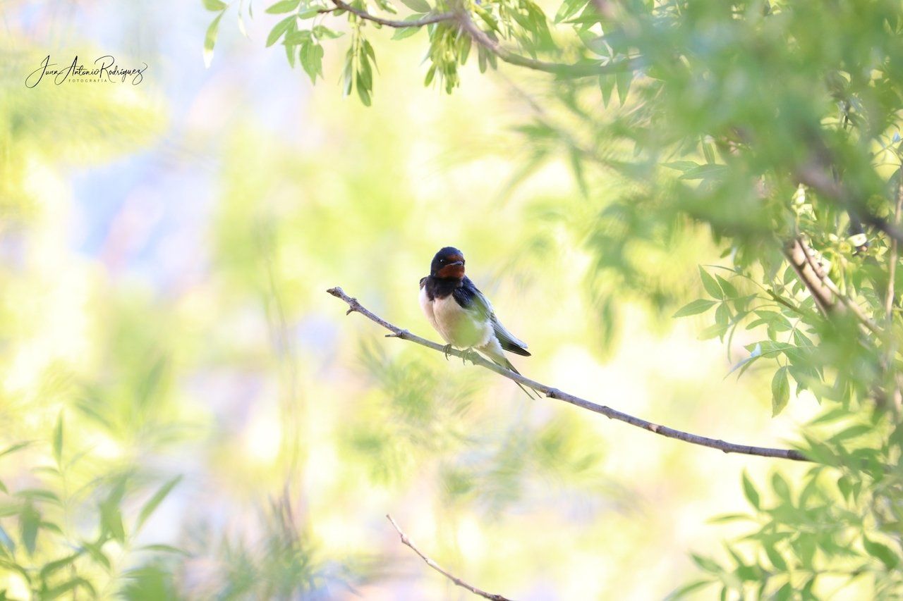 golondrina en sierra morena