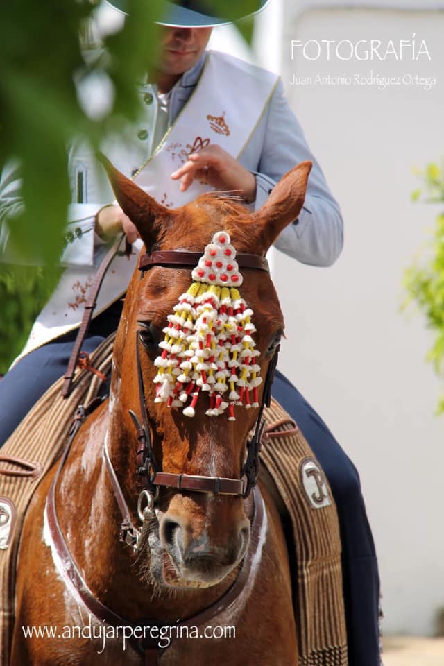 mundo del caballo en Andújar Caballista paseando por Andújar