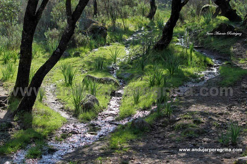 Arroyo Parque natural Sierra de Andújar arroyo en la sierra de andujar