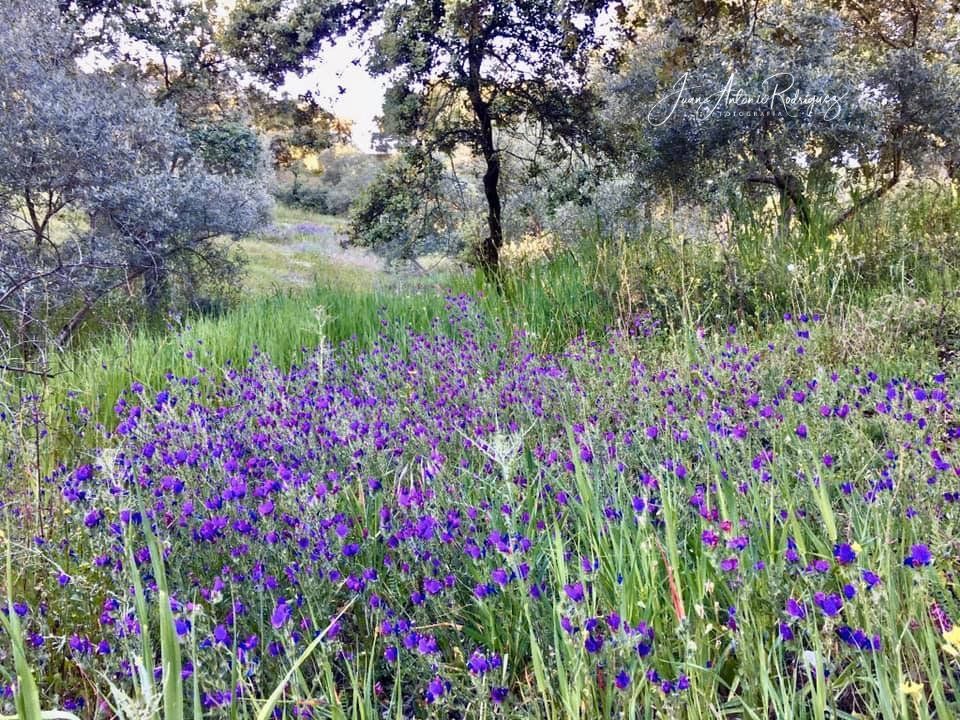 Flores en el ParqueSierra de Andújar