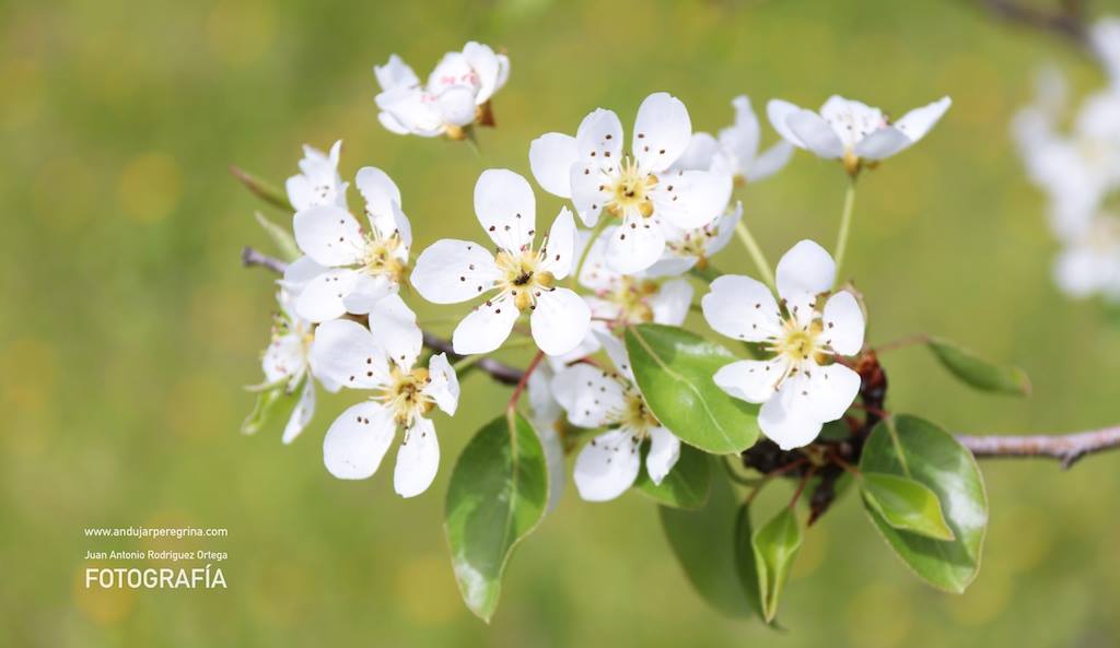 Flora del Parque Sierra de Andújar