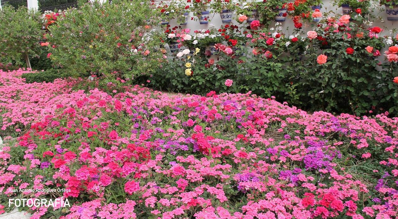 Jardines en las calles de Andújar jardines con flores en andujar