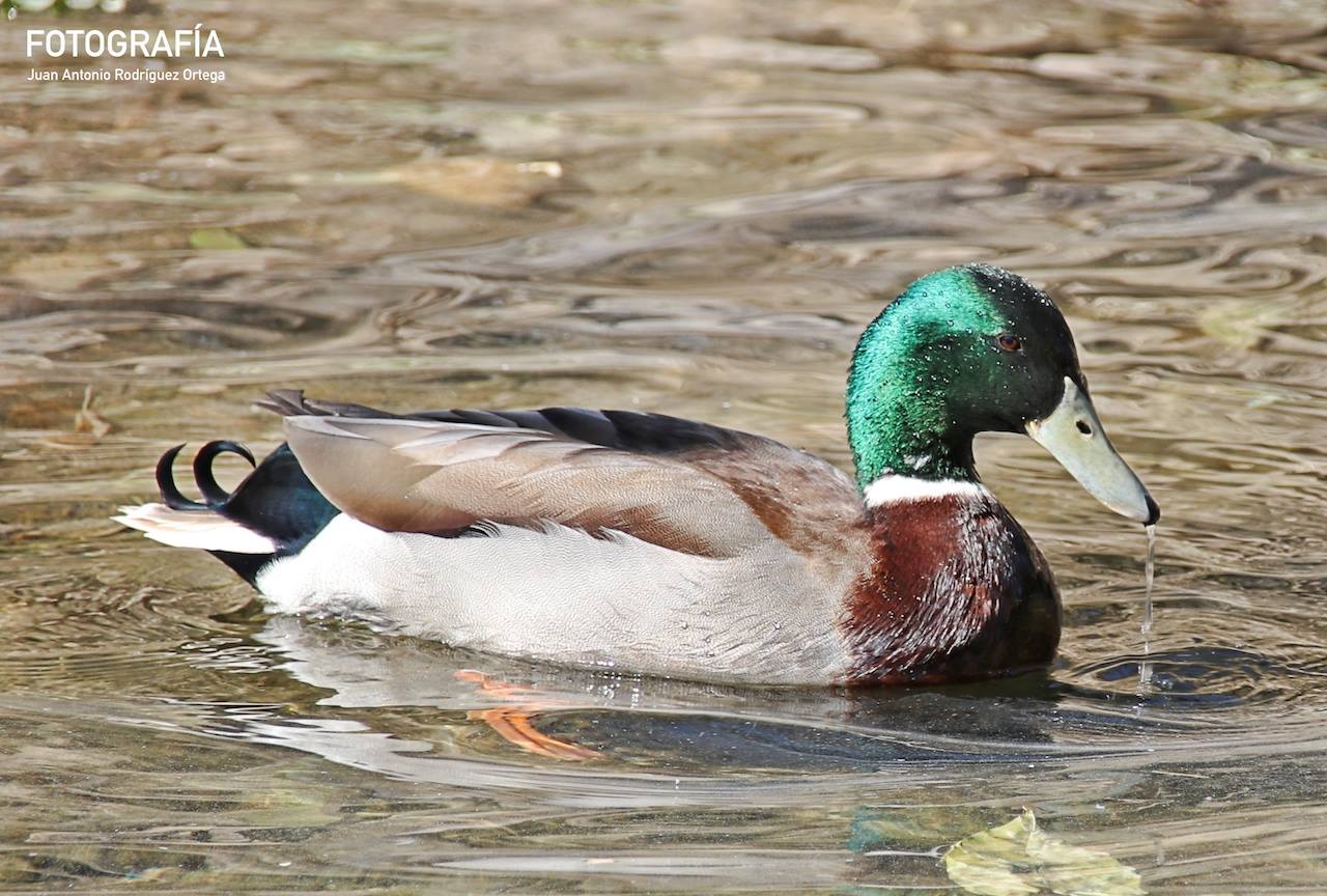 Pato en el río Jándula en Sierra de Andújar pato nadando en el rio
