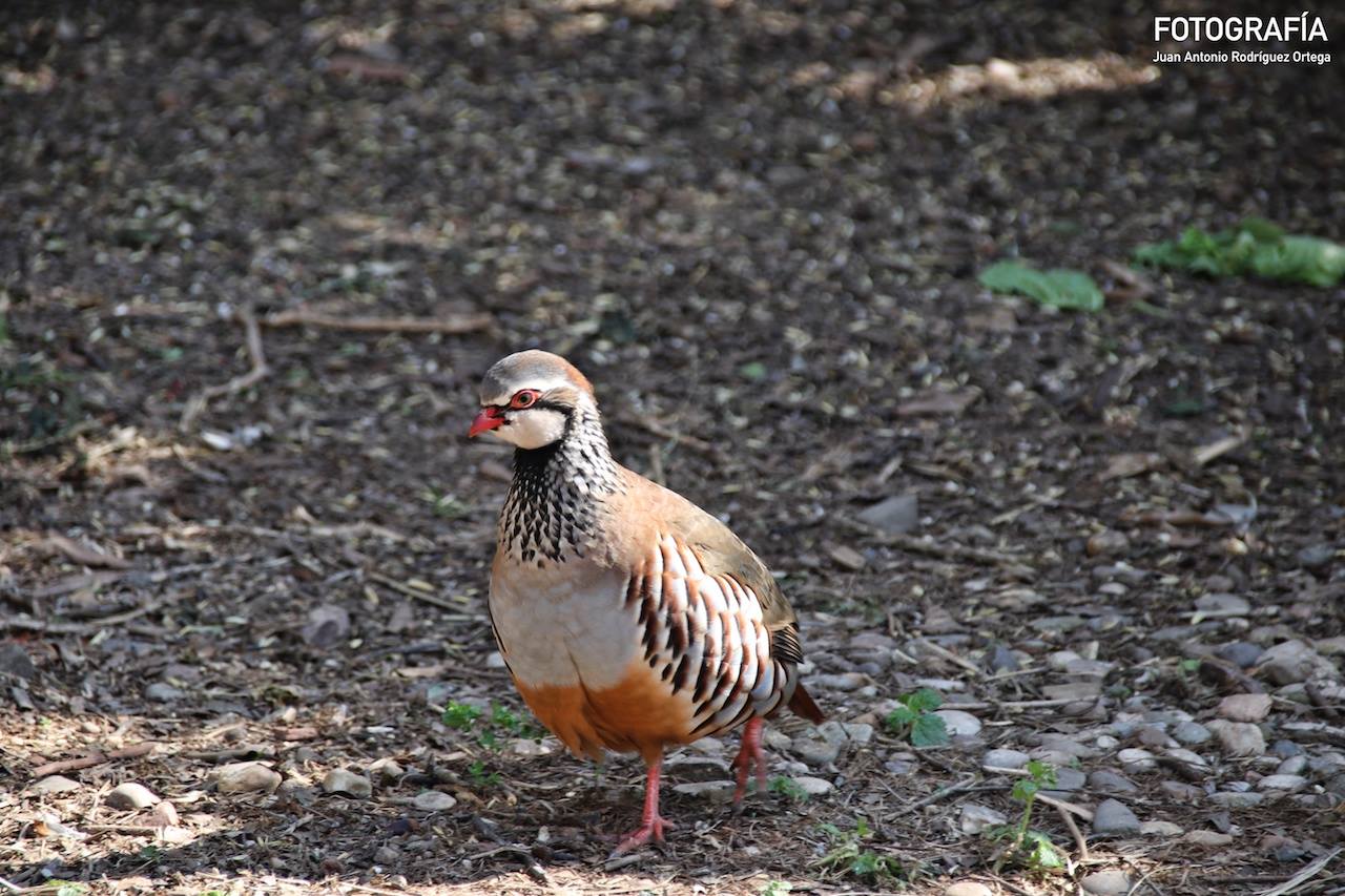 Perdiz roja Parque Sierra de Andújar perdiz roja