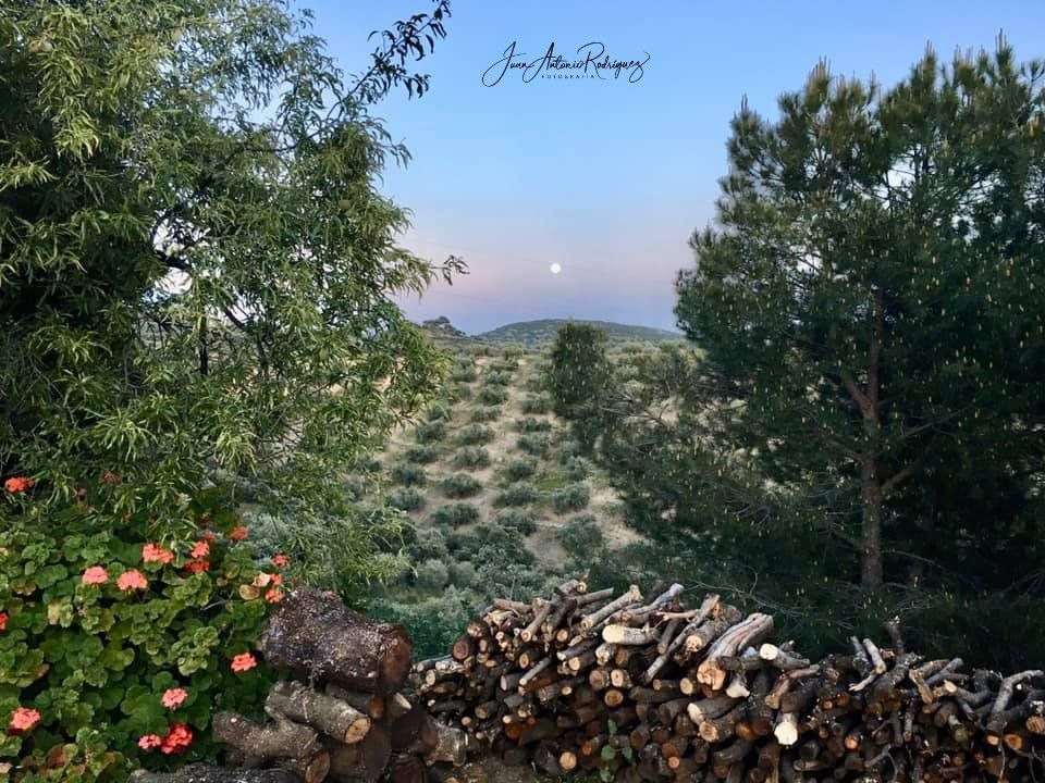 Viñas de Peñallana Sierra de Andújar