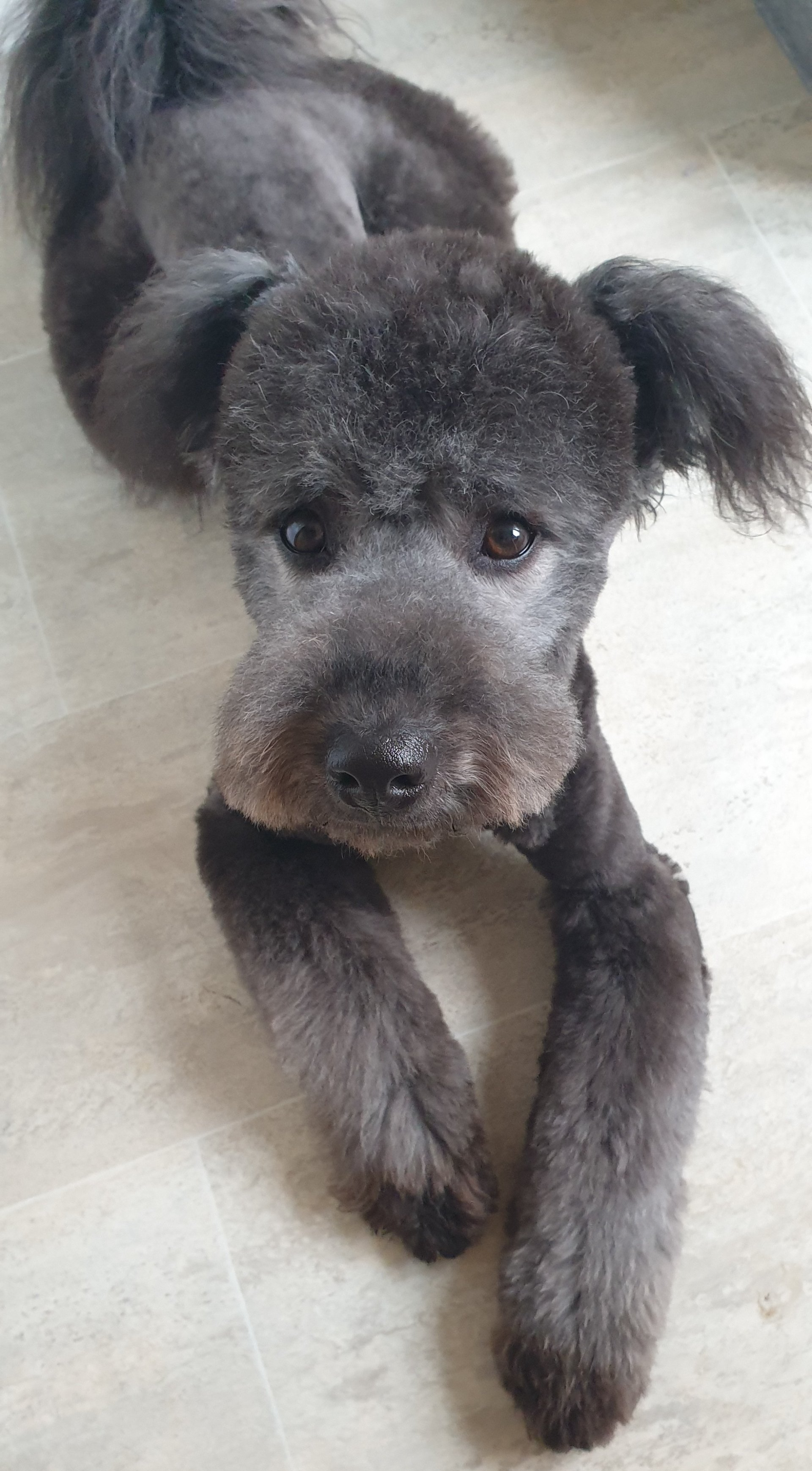 Sally Norton and Malton Dog Grooming