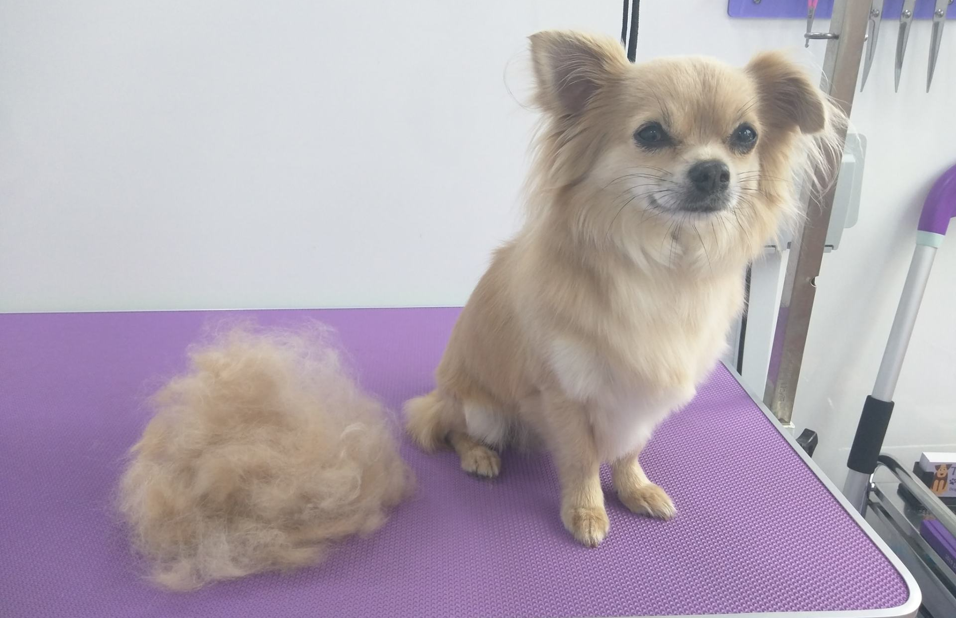 Alfie Norton and Malton Dog Grooming