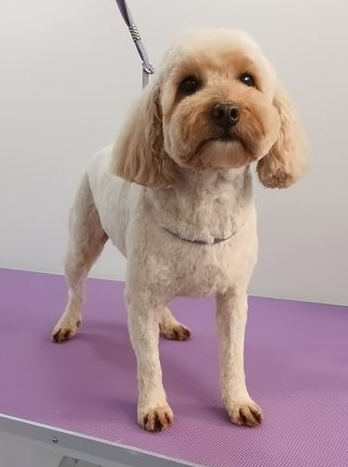 Amber Norton and Malton Dog Grooming