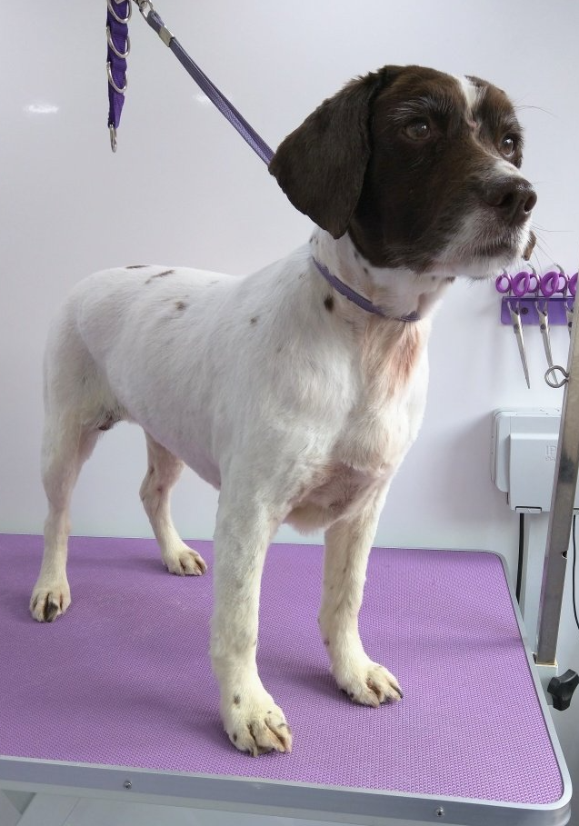 Bailey Norton and Malton Dog Grooming