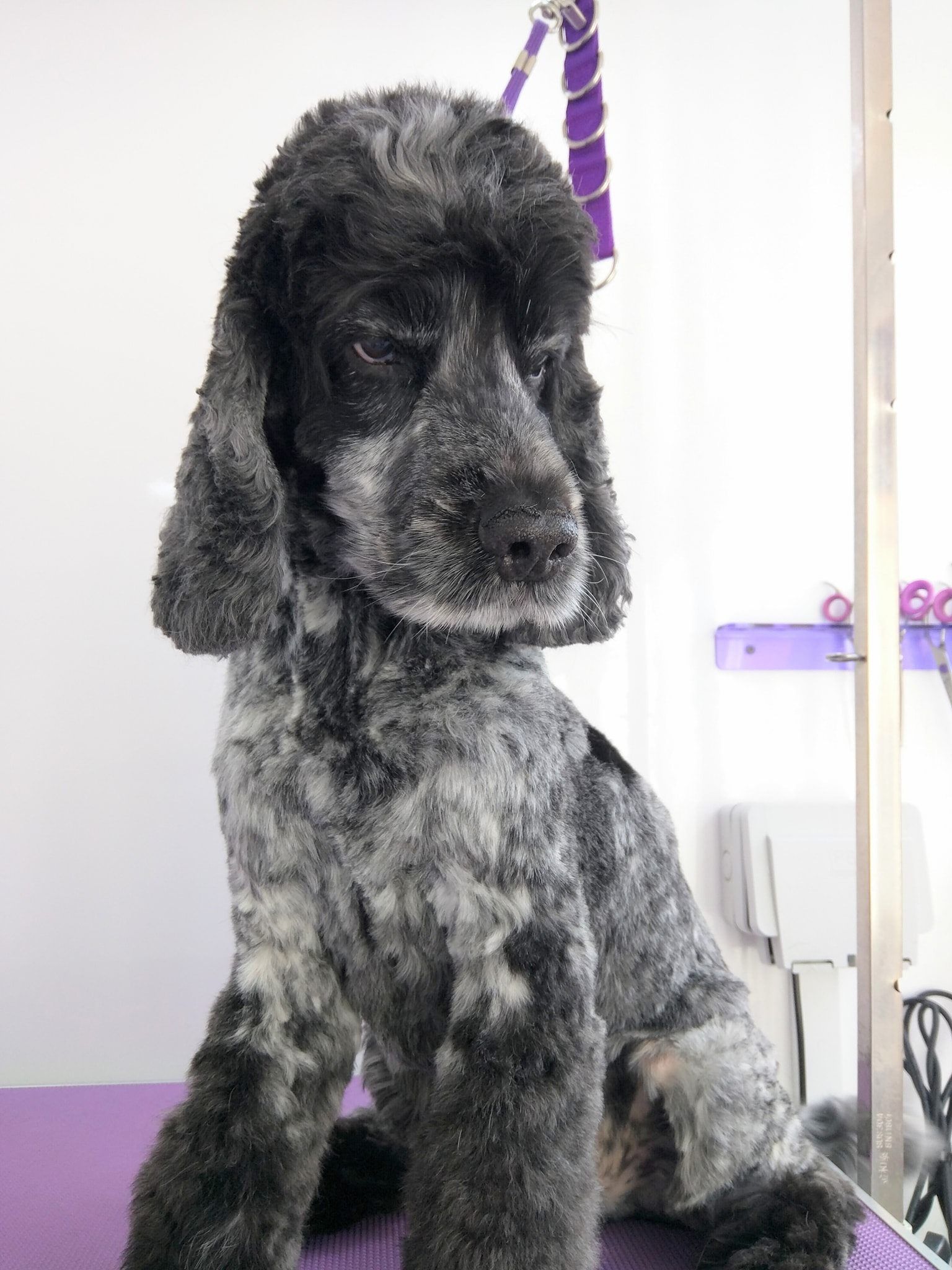 Barney Norton and Malton Dog Grooming