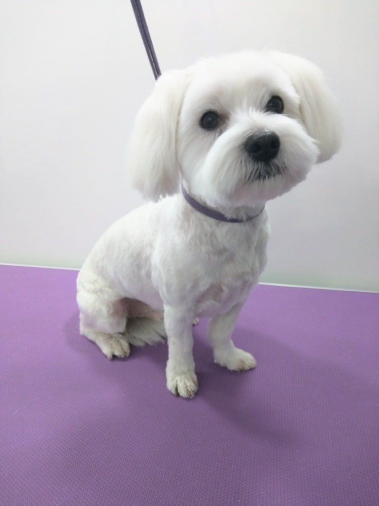 Barney Norton and Malton Dog Grooming