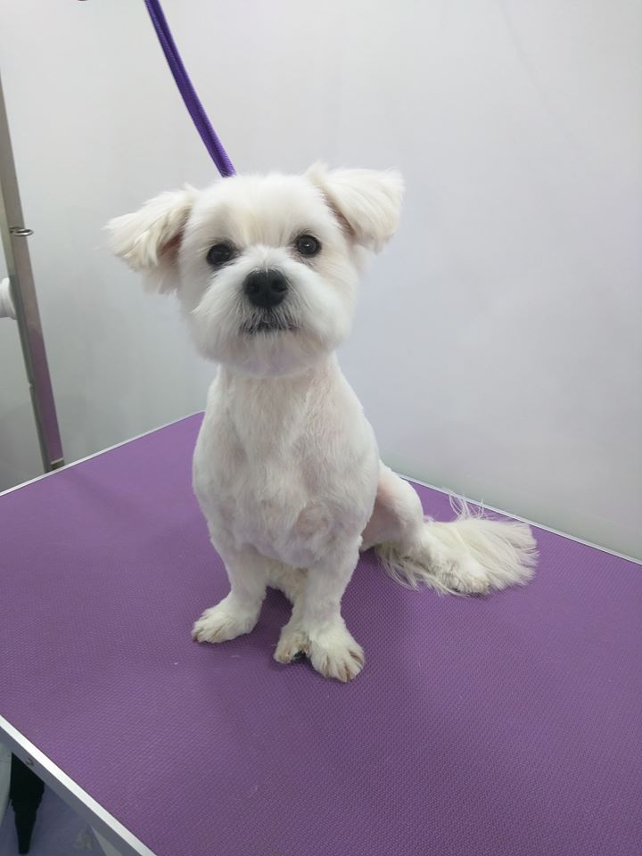Barney Norton and Malton Dog Grooming