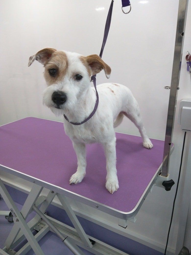 Bella Norton and Malton Dog Grooming
